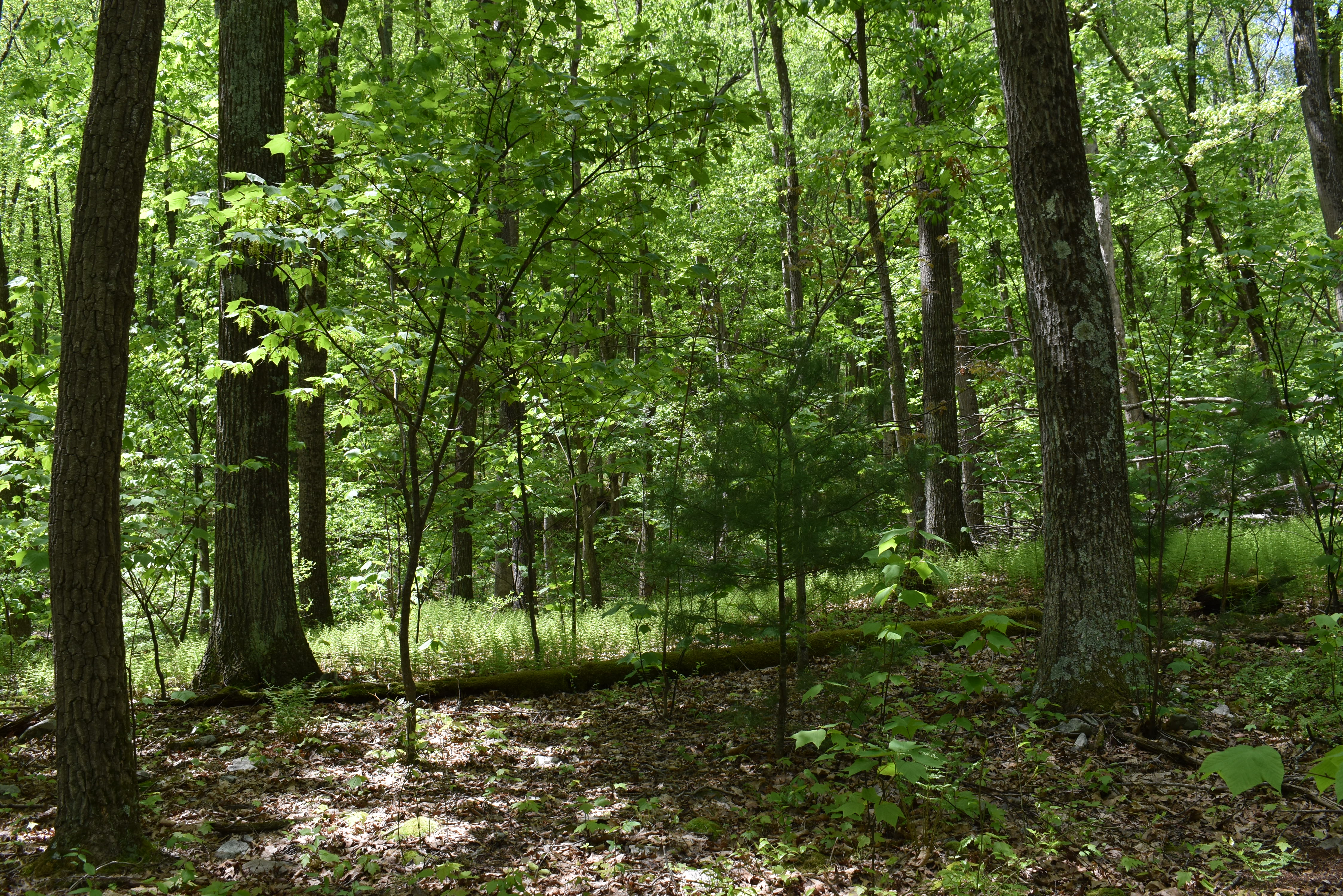Grugan Hollow