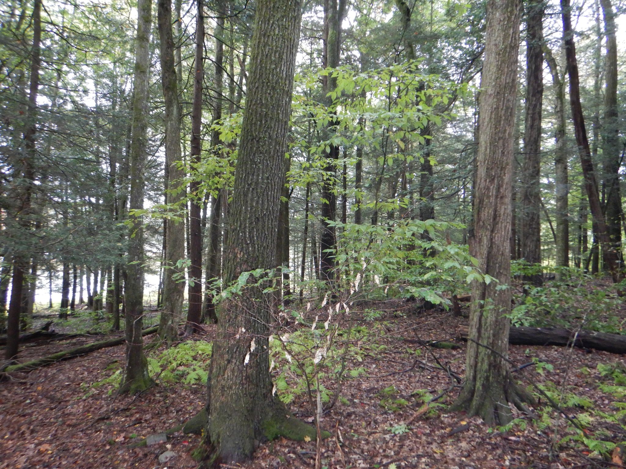 Listing Image 45
