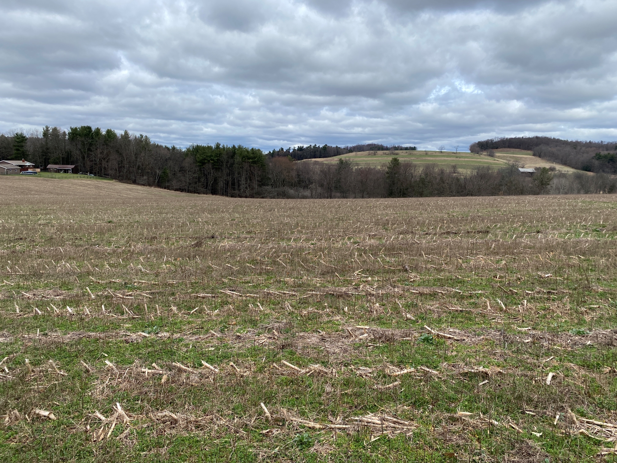 Mark's Meadow