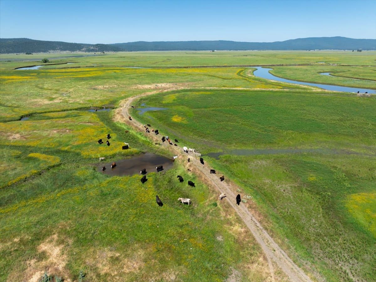 Pit River Cattle Ranch