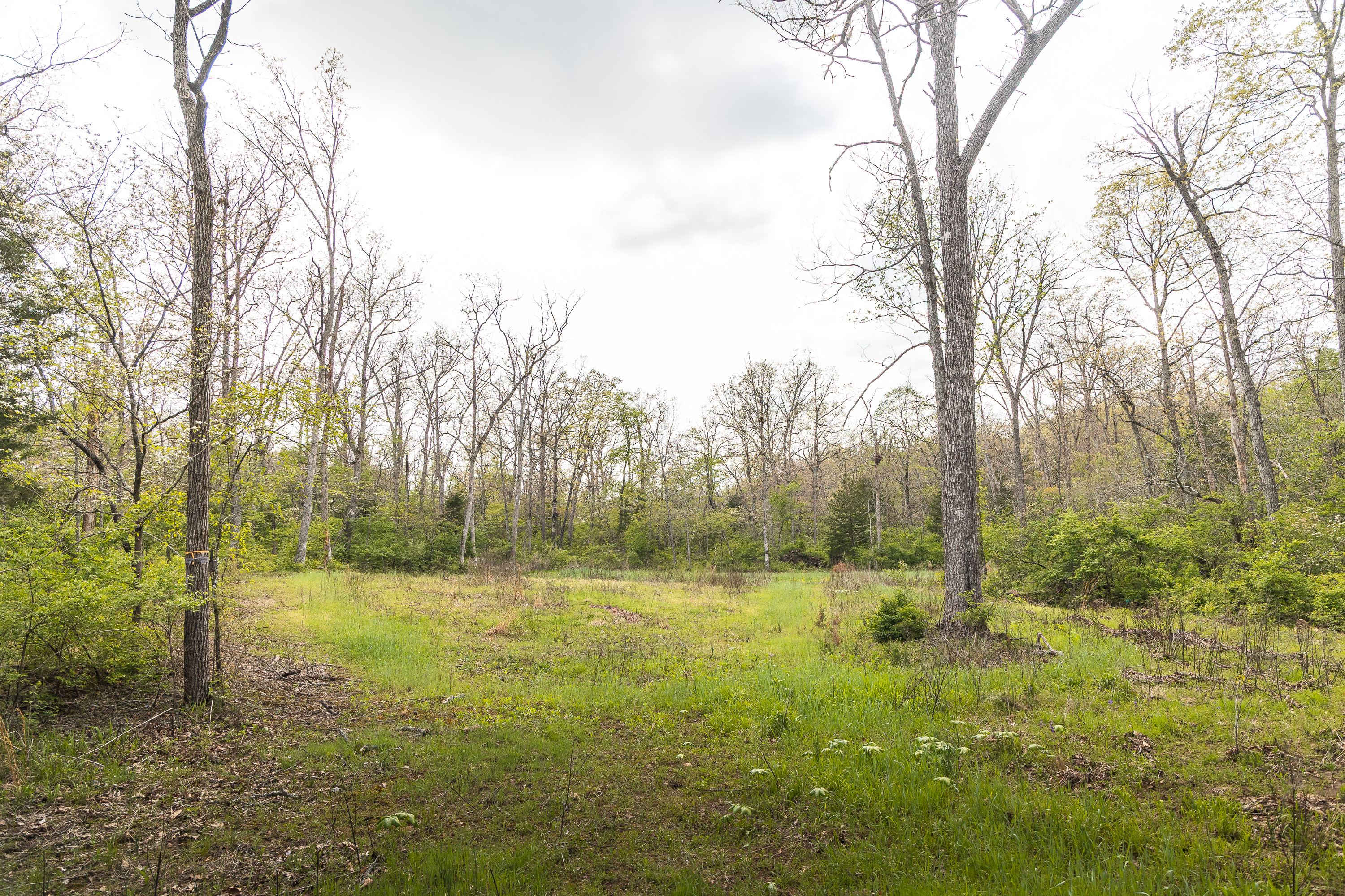 Buck Nest 32