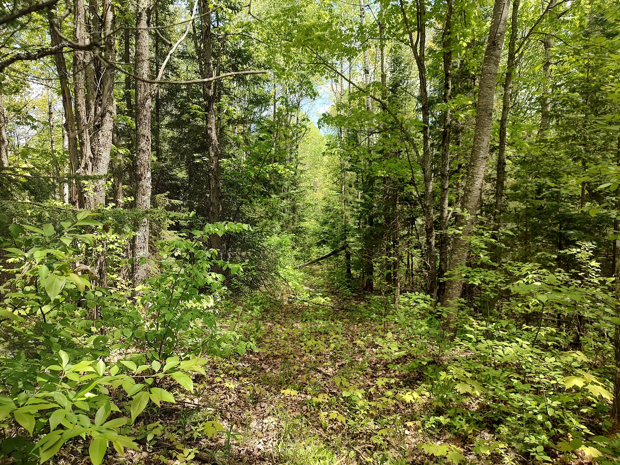 160 Acre Wilderness Retreat 50175391