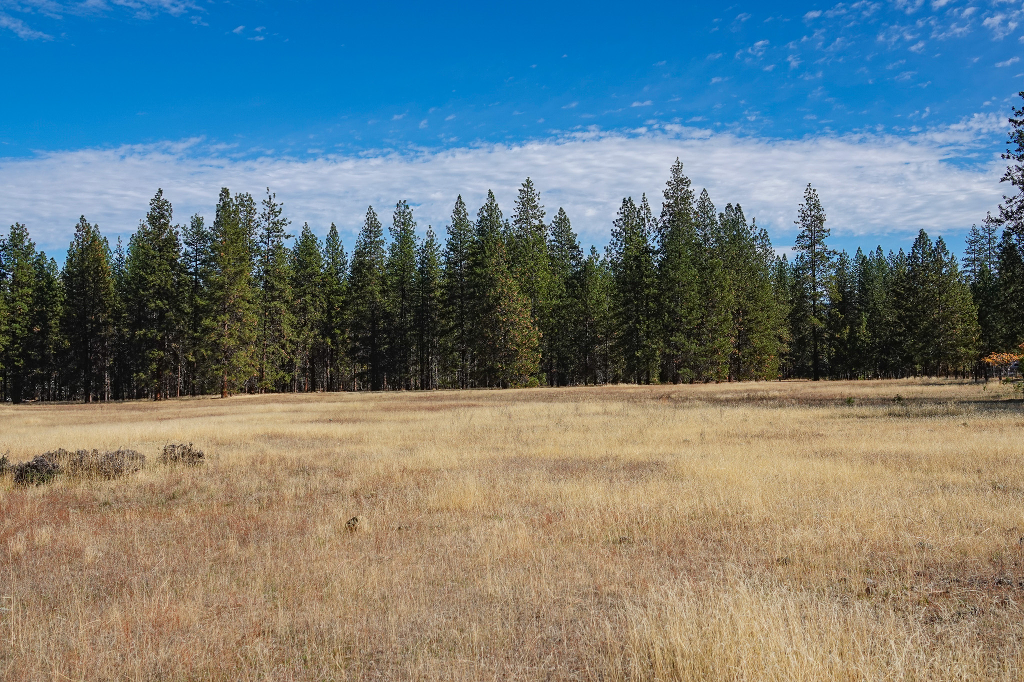 Mountain View Meadow