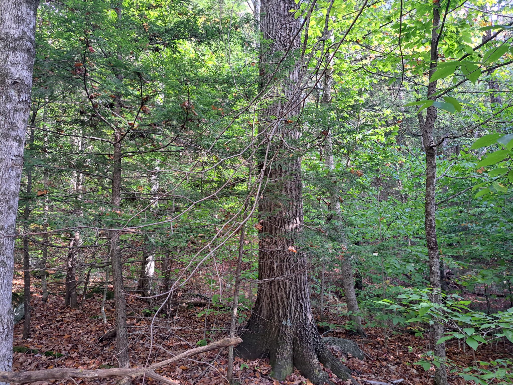 Hudson River Woods & Water