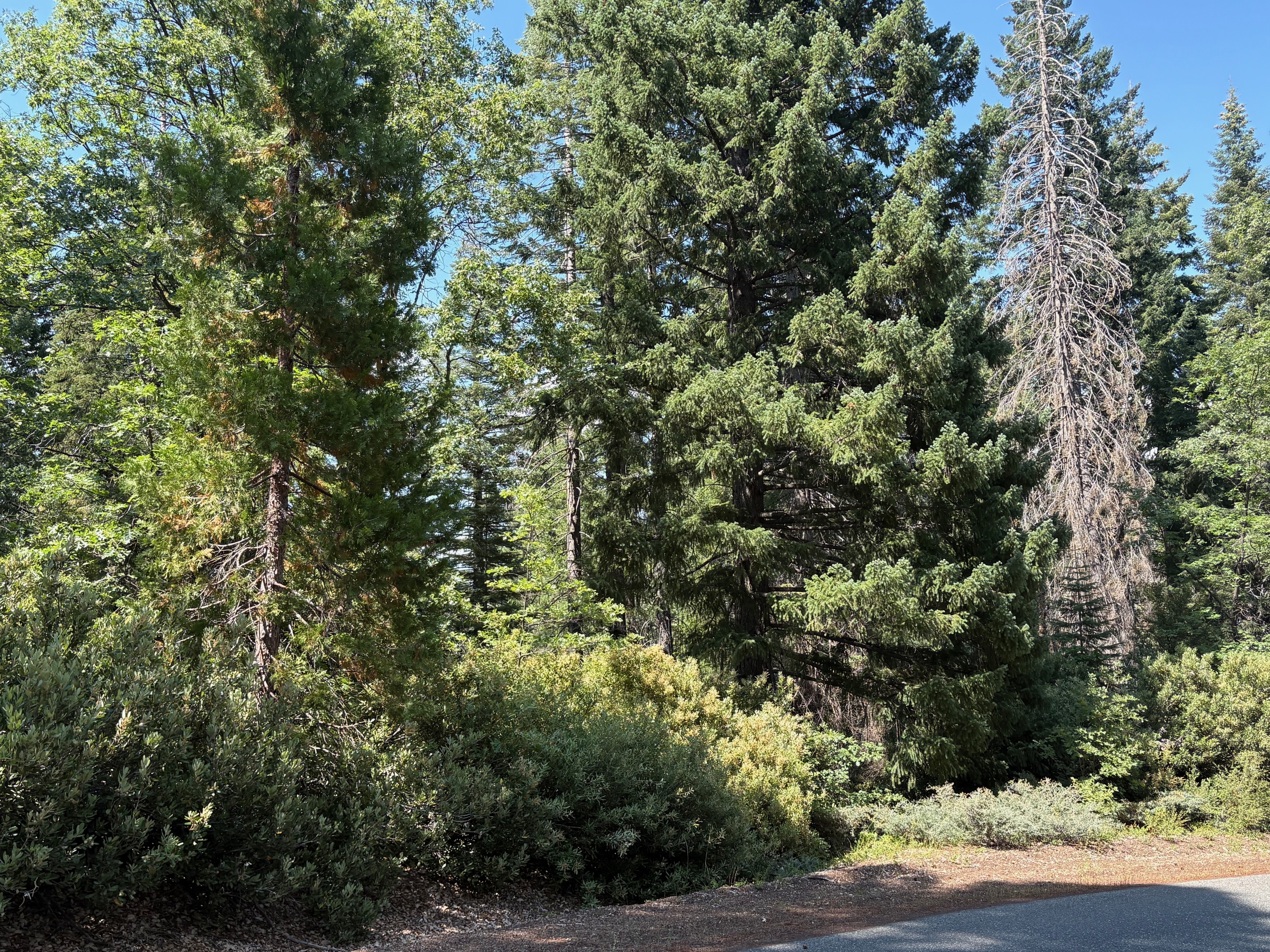 40 Acres Siskiyou (410)