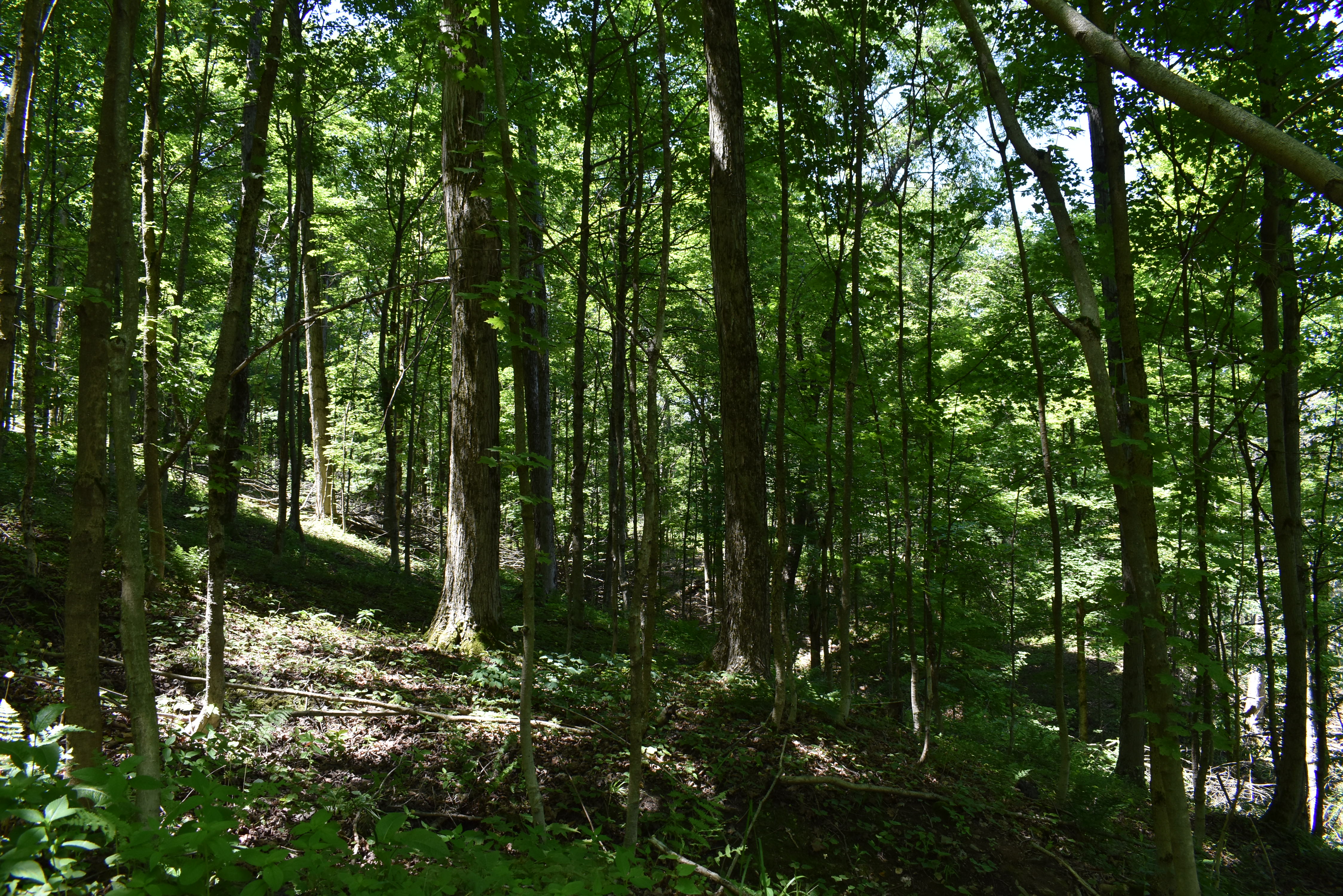 Fabulous Farrington Hollow