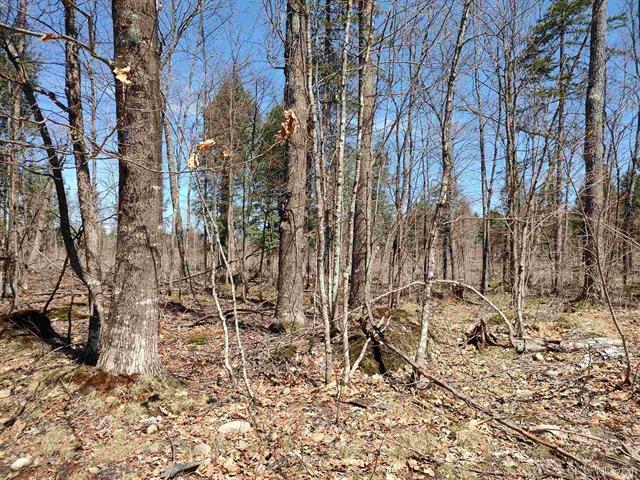 Michigan 40 Acre Wilderness 50175053