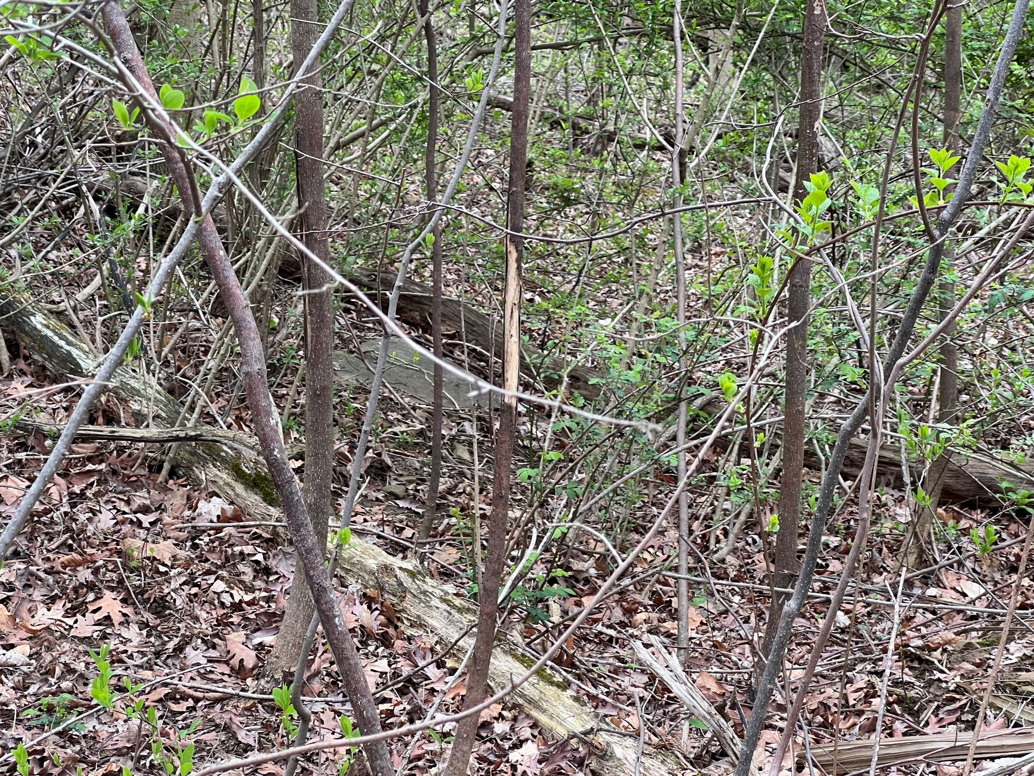 Etown Woodlands