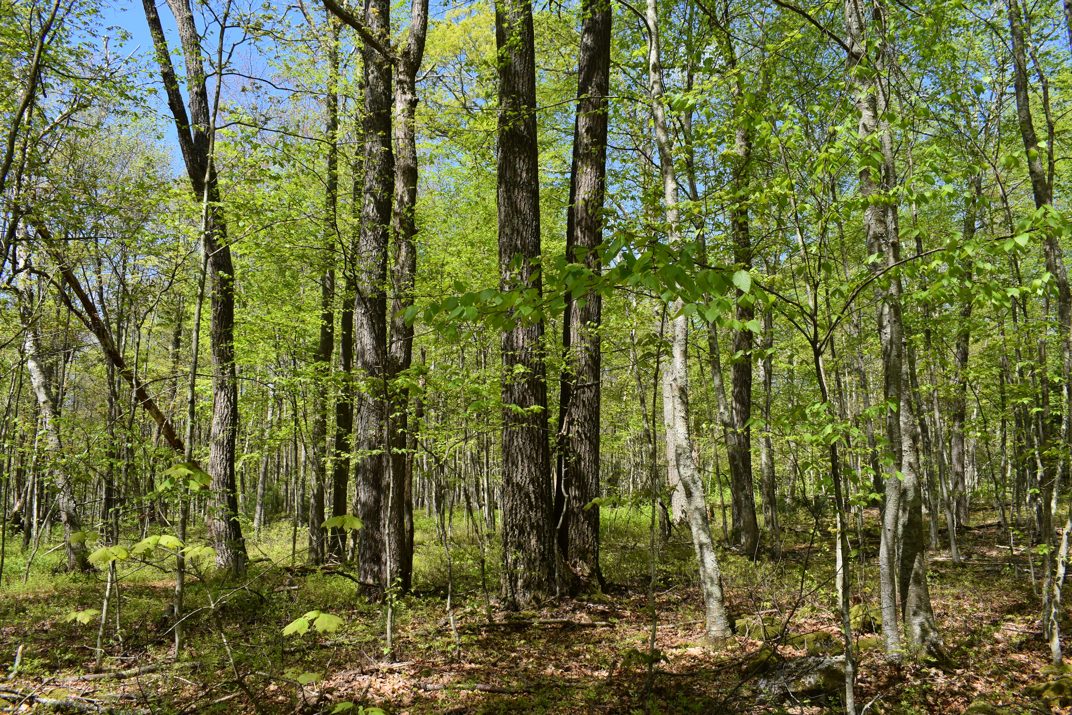 Grugan Hollow
