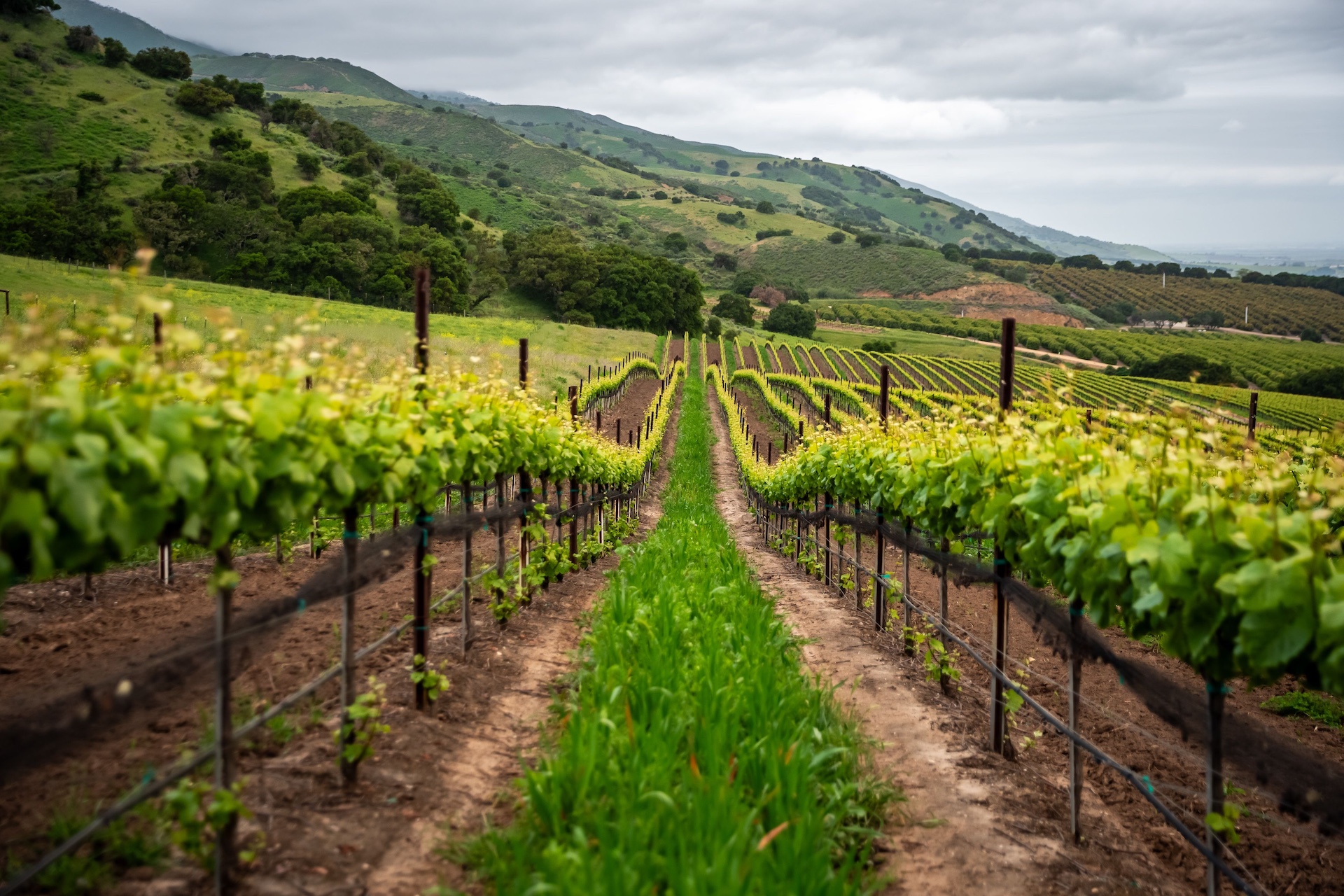 Boekenoogen Santa Lucia Highlands Vineyard