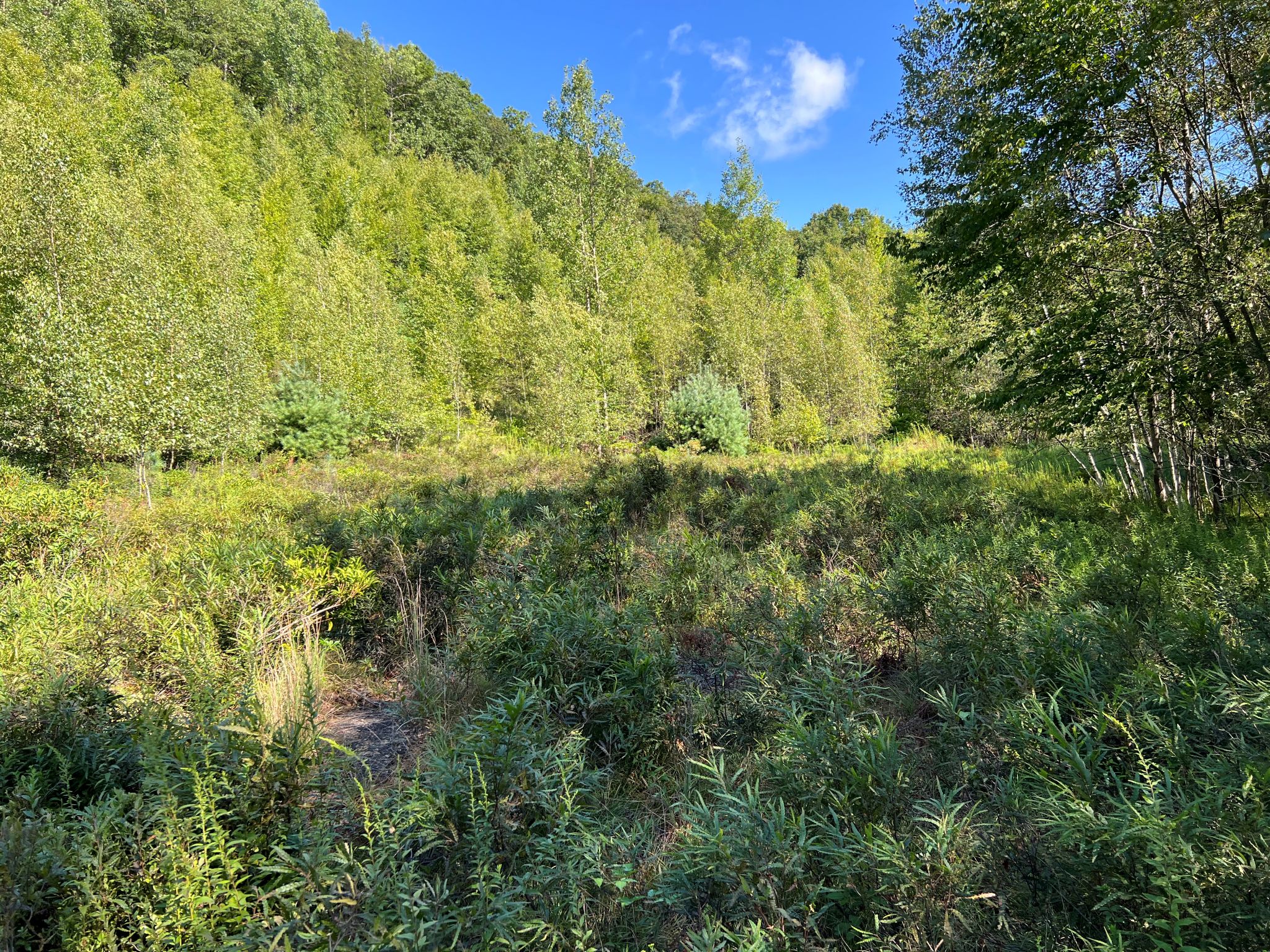 Pocono Area Gem
