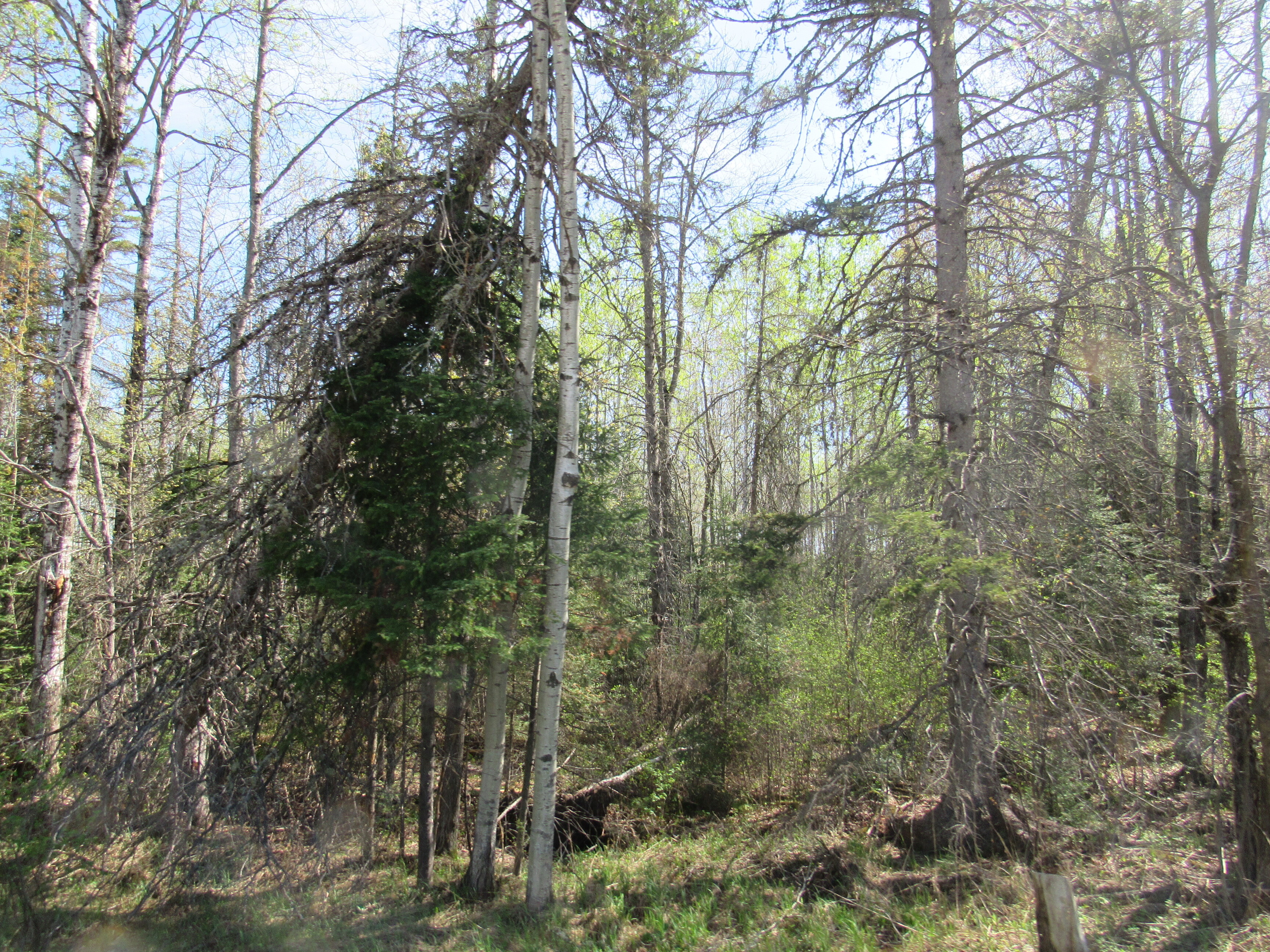 288 +/- Wooded Acreage 50175744
