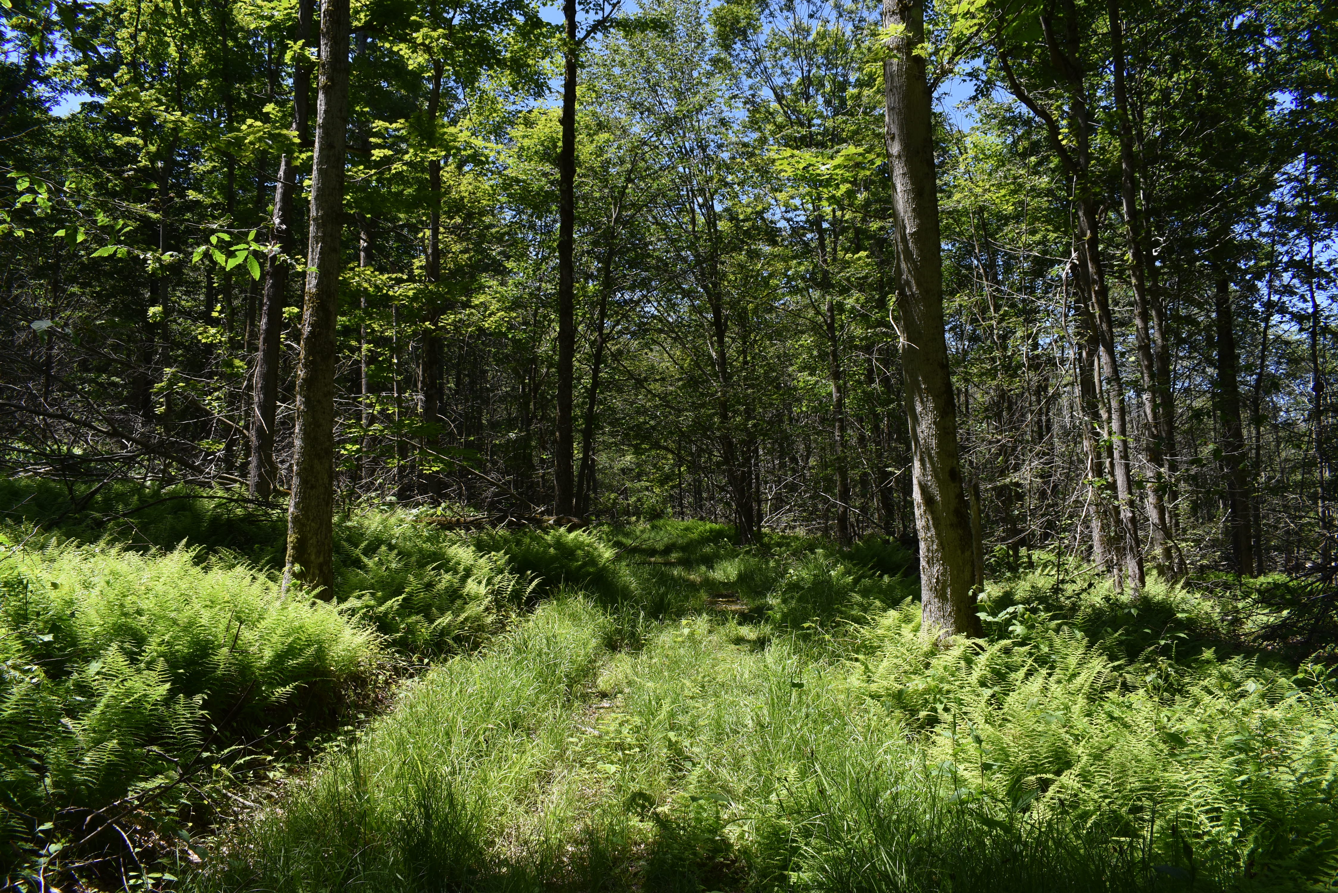 Fabulous Farrington Hollow
