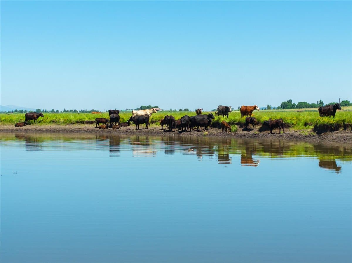 Pit River Cattle Ranch