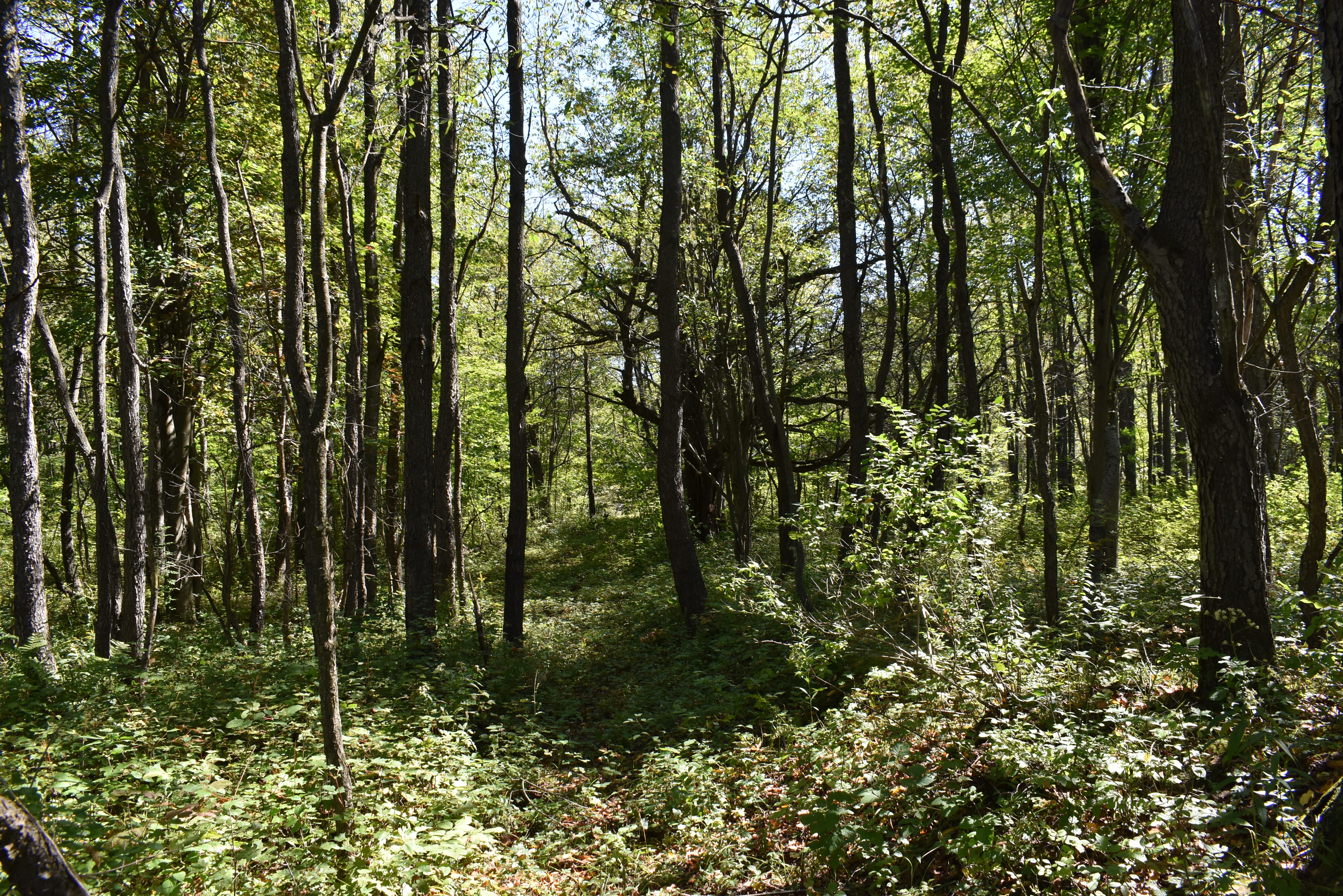 Listing Image 18