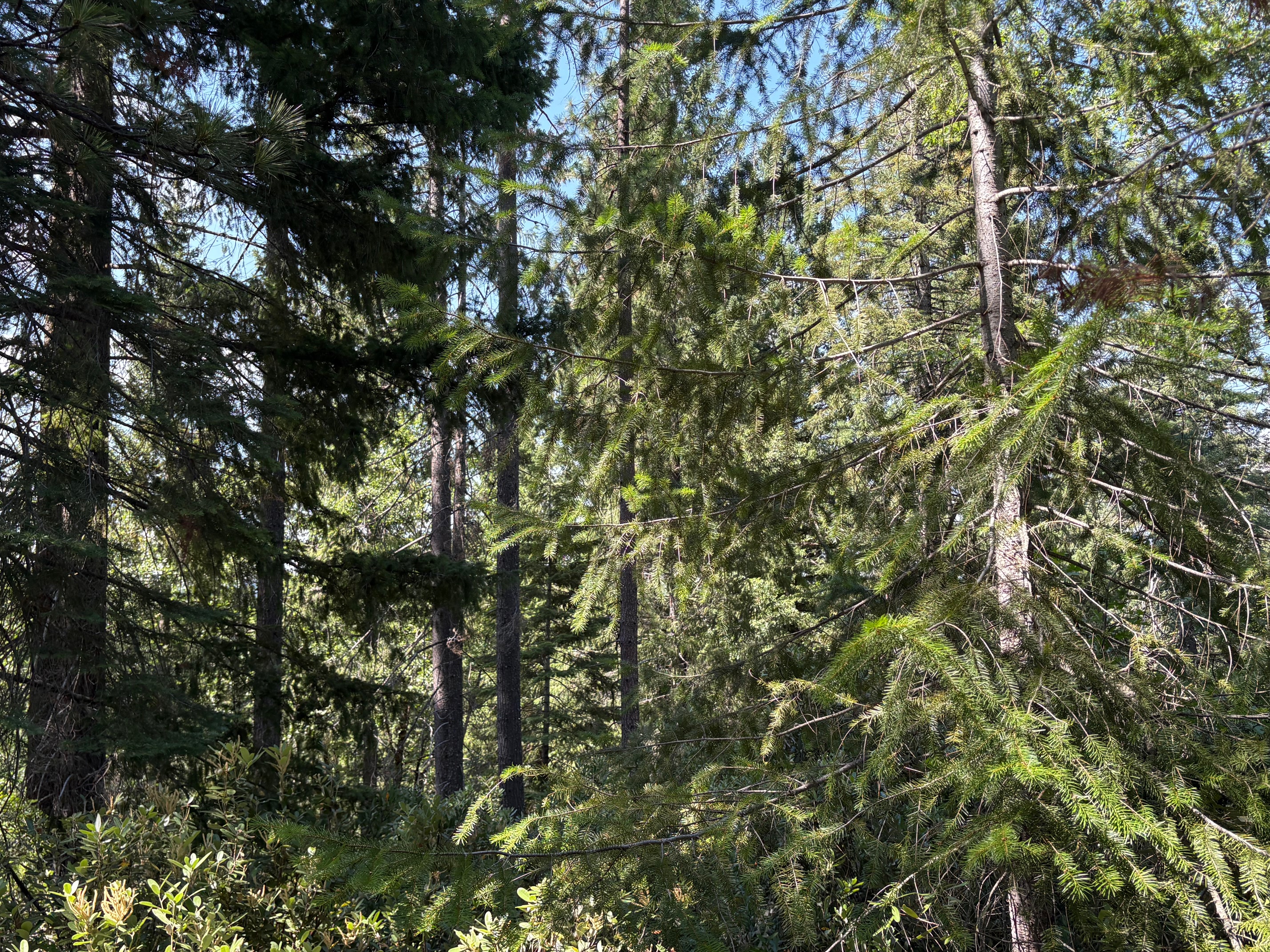 40 Acres Siskiyou 420