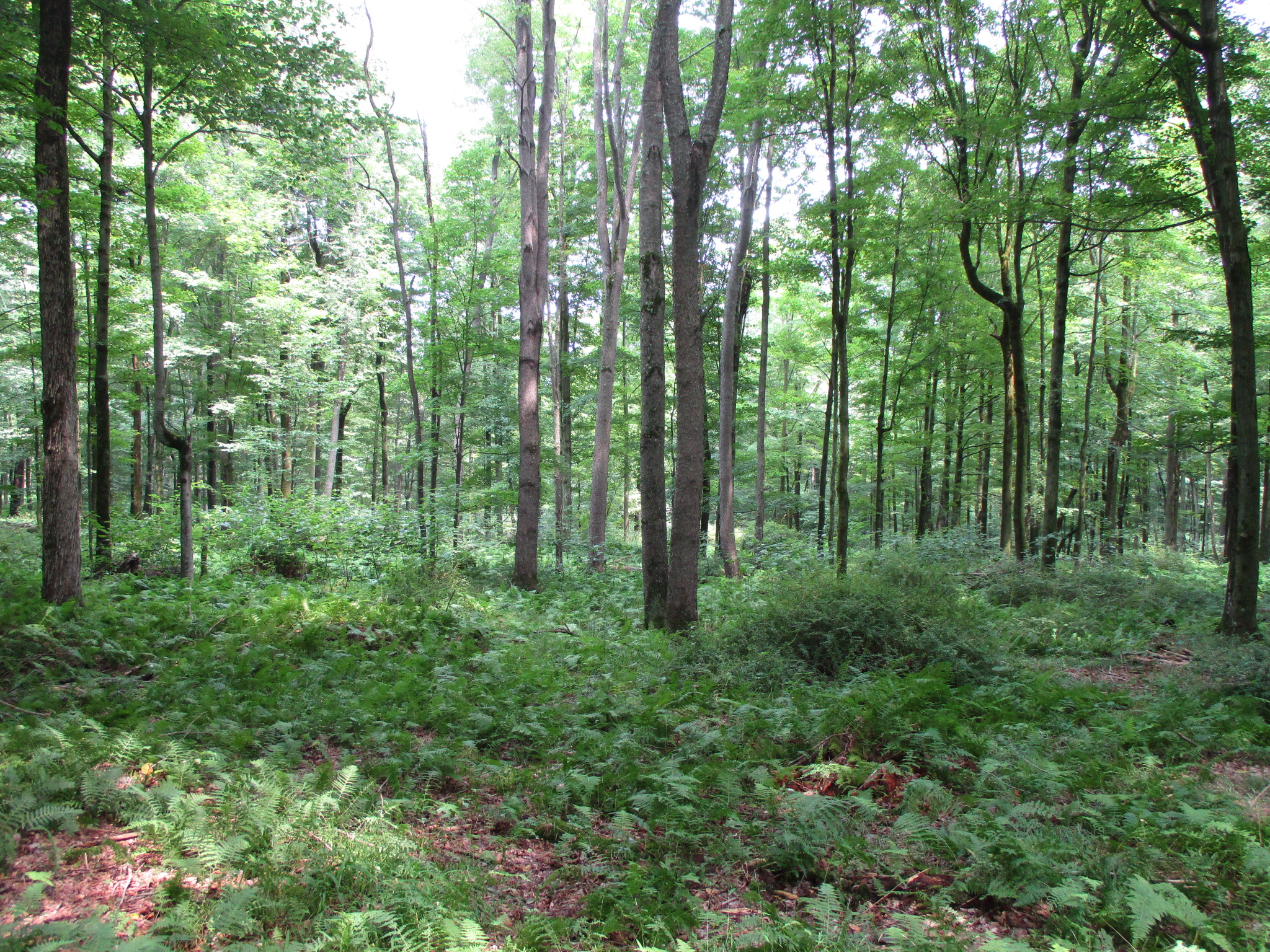 Listing Image 49