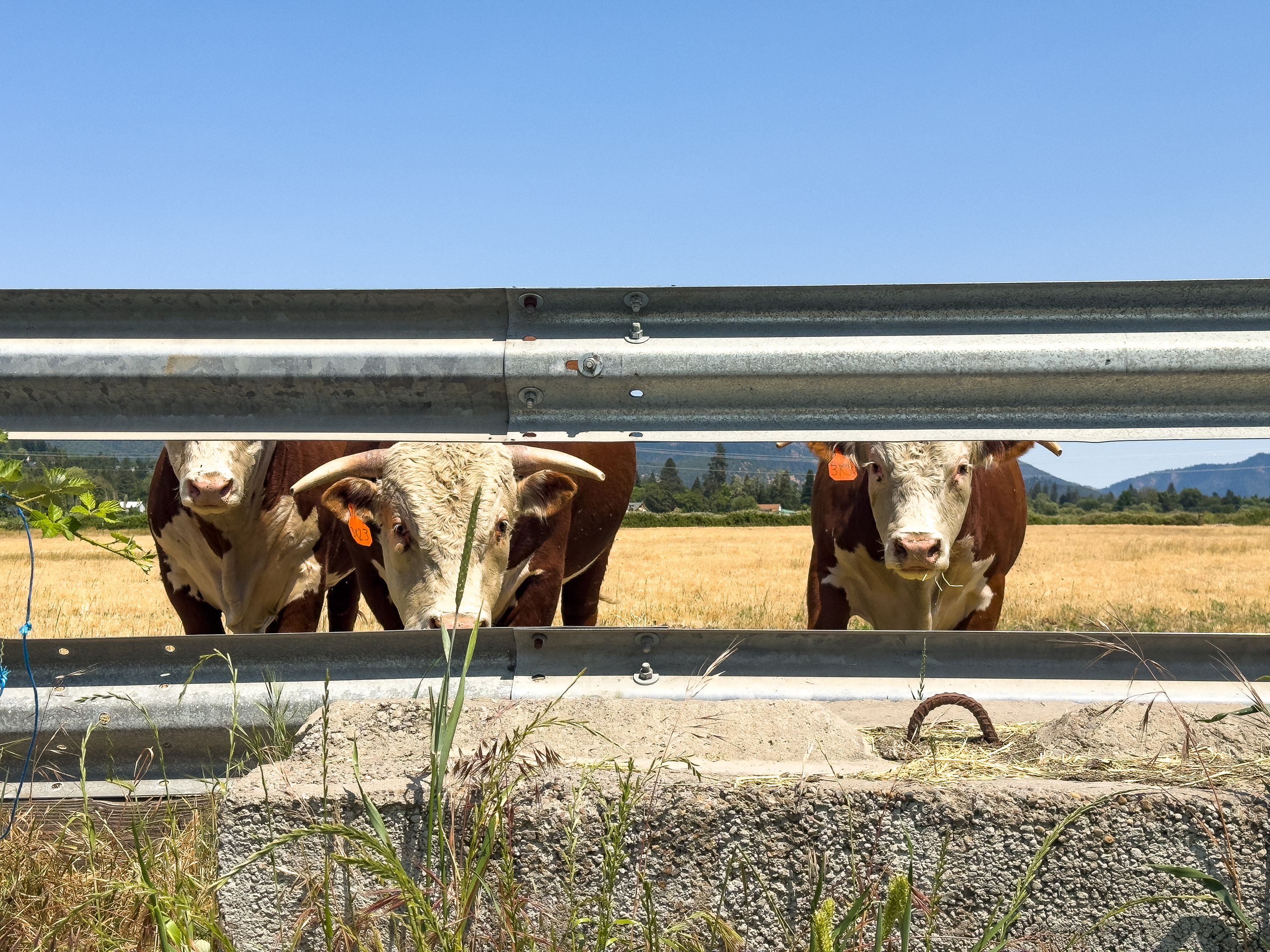 3290 Lower River Road - Kudlac Ranch