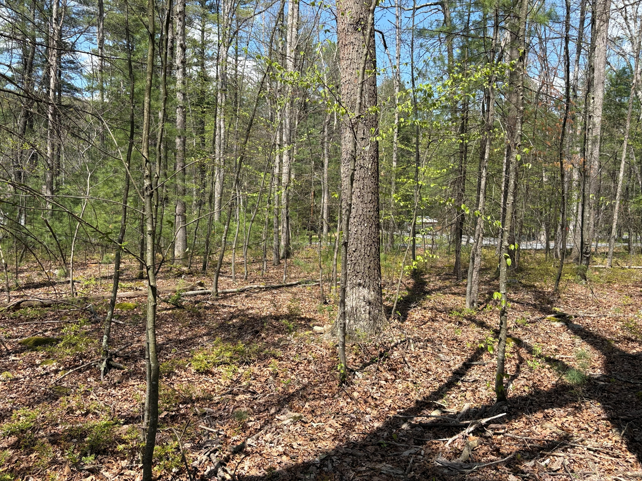 Listing Image 19