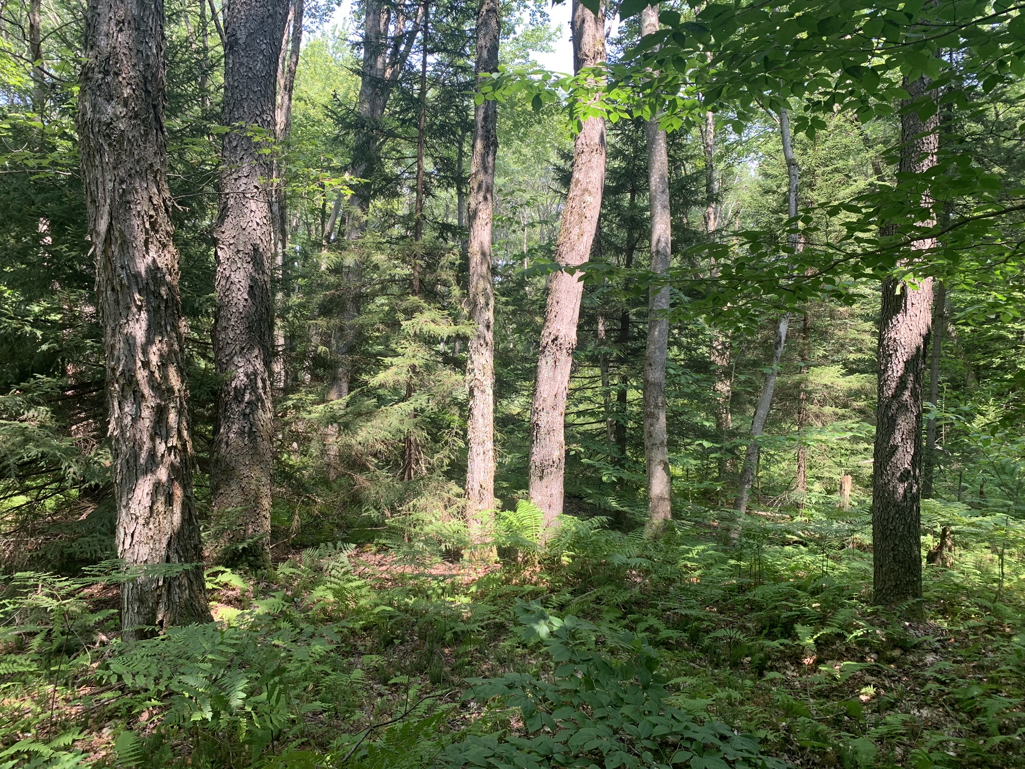 Lyman Brook Forest