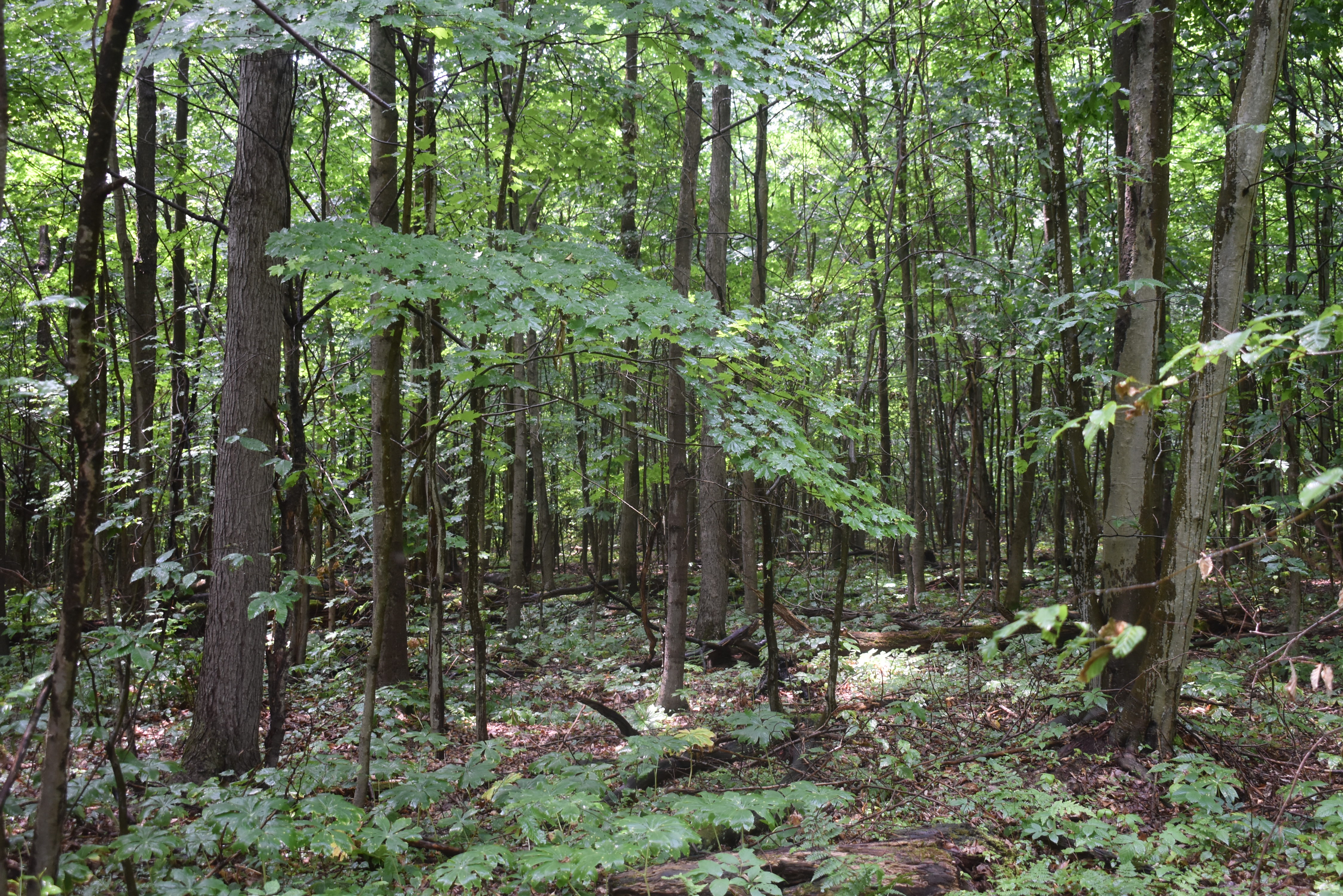 Listing Image 59