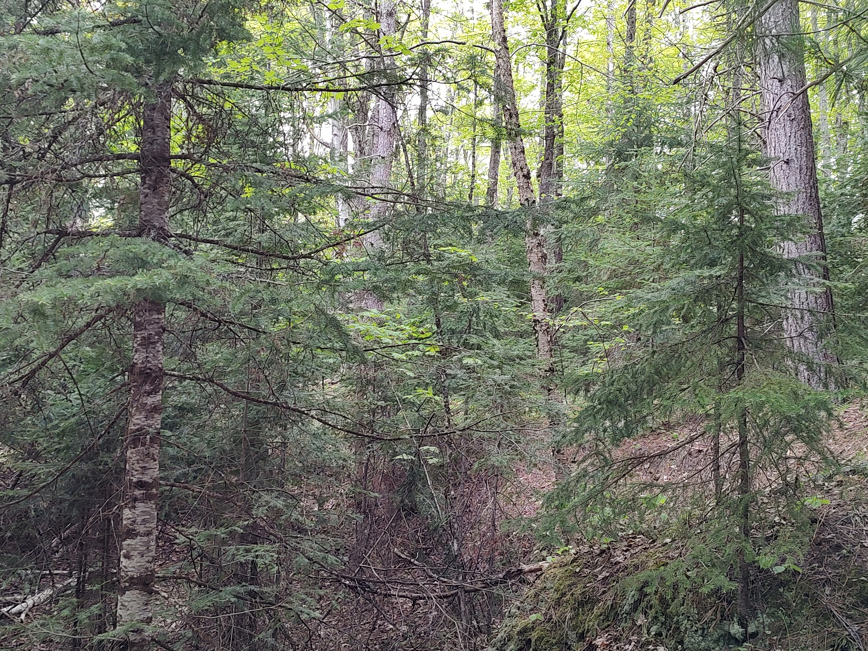 U.P. Robinson Lake Parcel 50167828