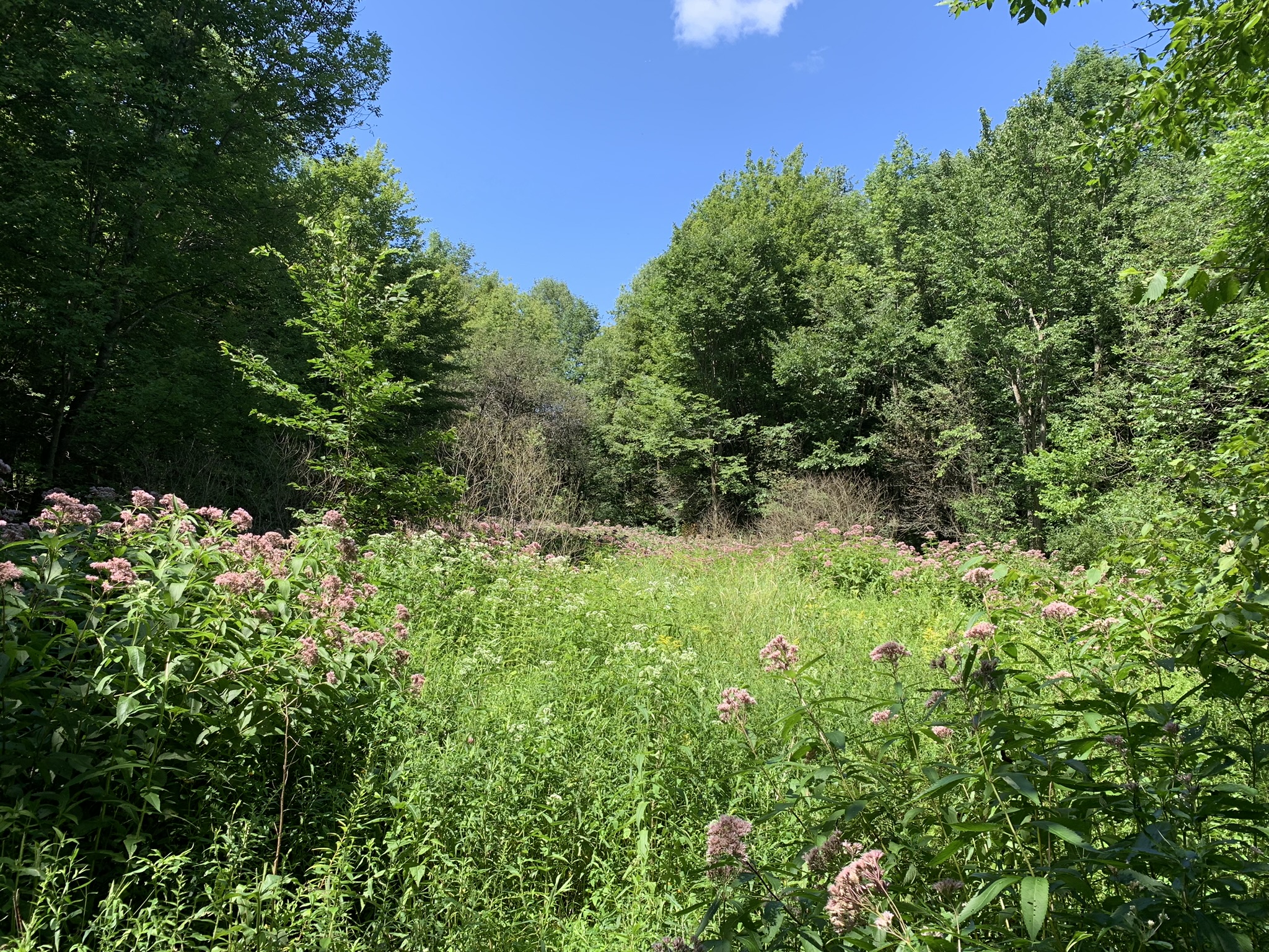 Lyman Brook Forest