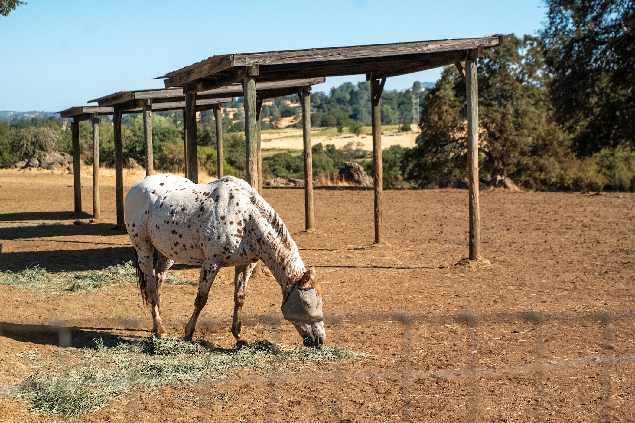Blue Fountain Farm