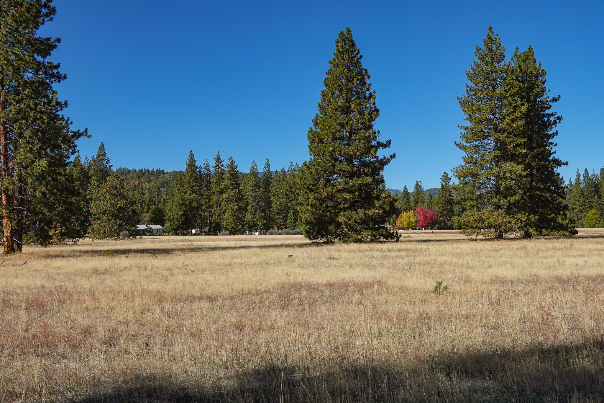 Mountain View Meadow