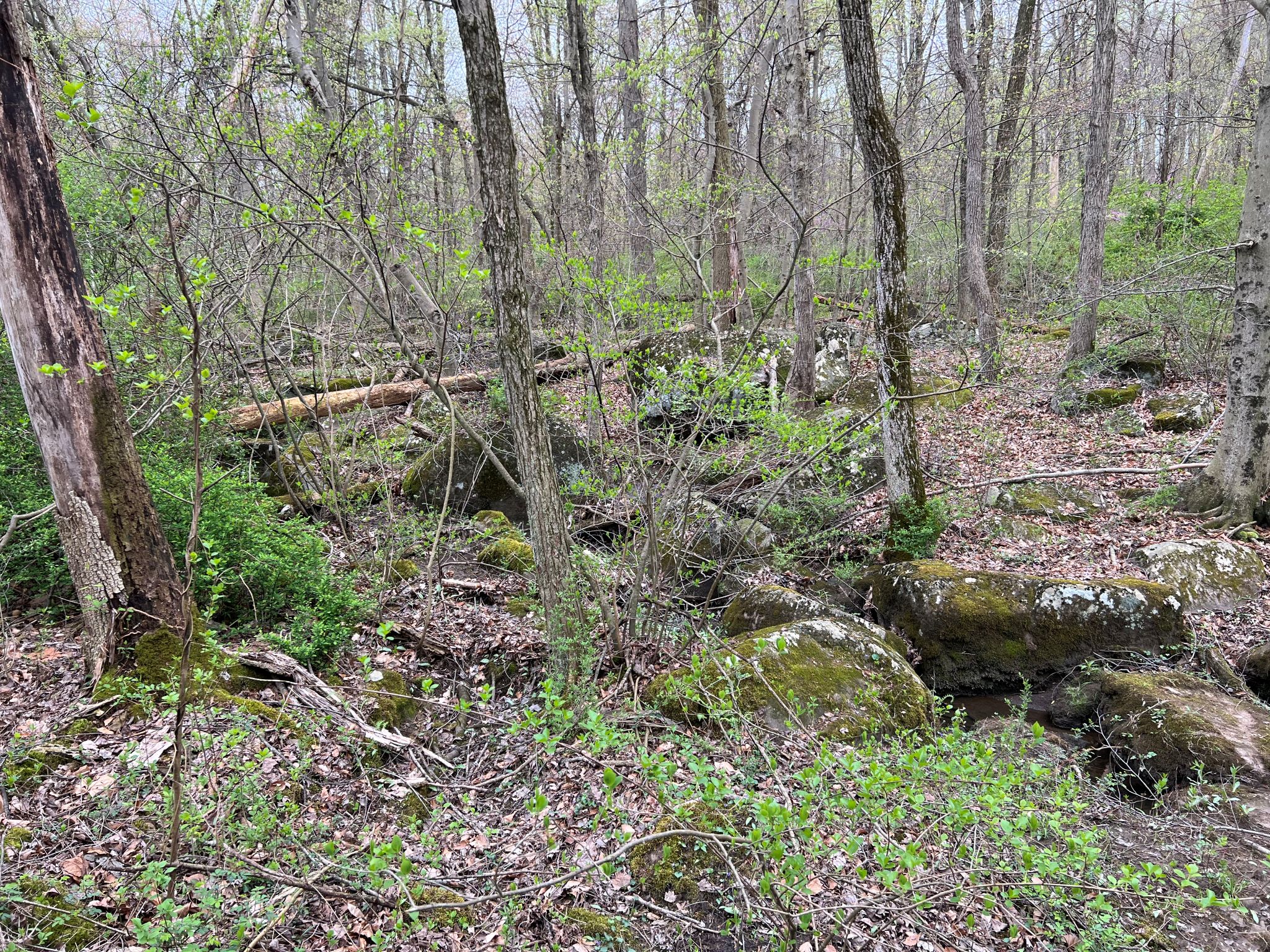 Etown Woodlands