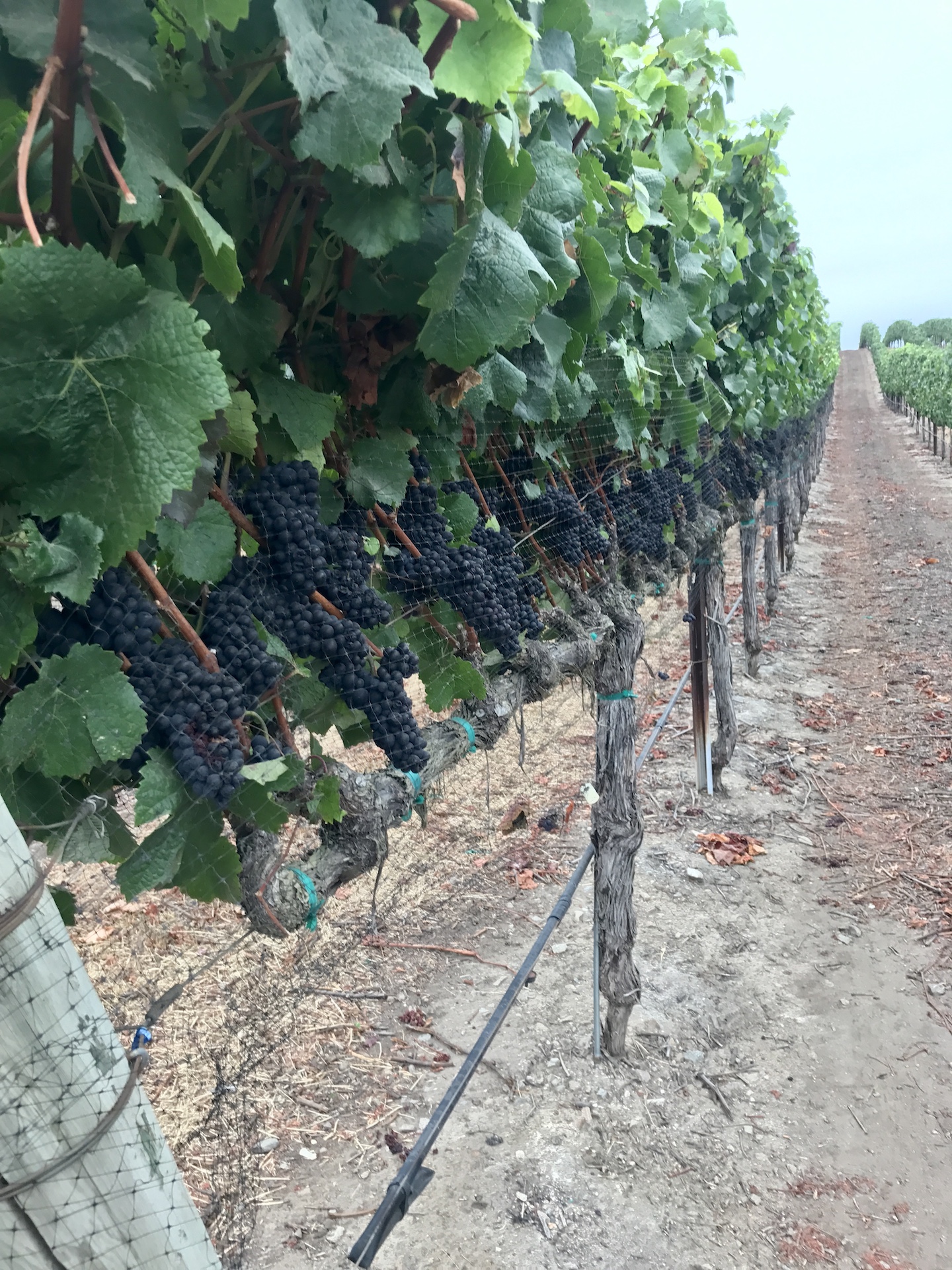 Boekenoogen Santa Lucia Highlands Vineyard