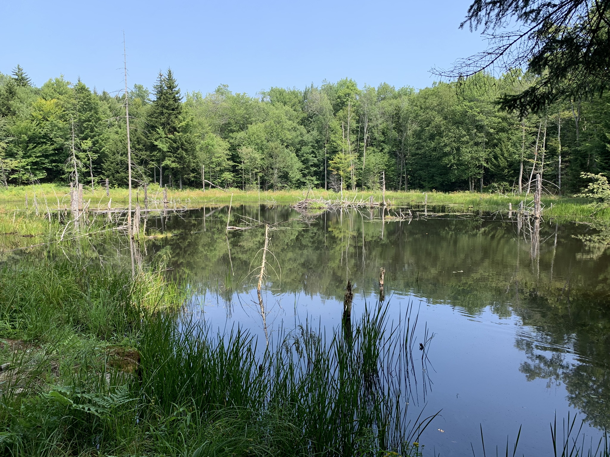 Lyman Brook Forest