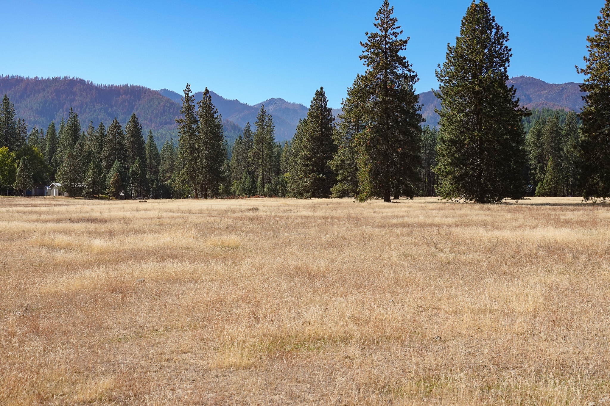 Mountain View Meadow