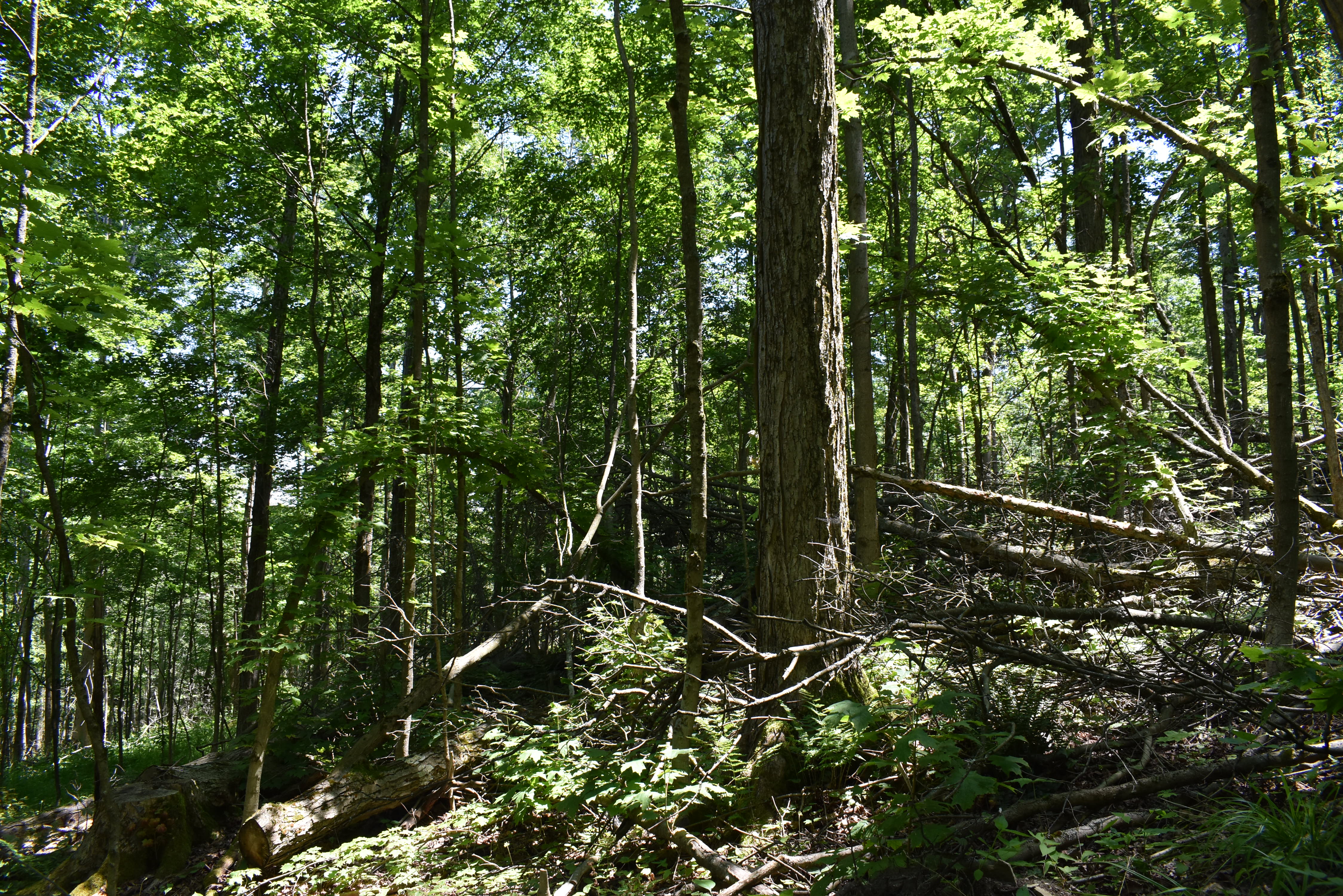 Fabulous Farrington Hollow