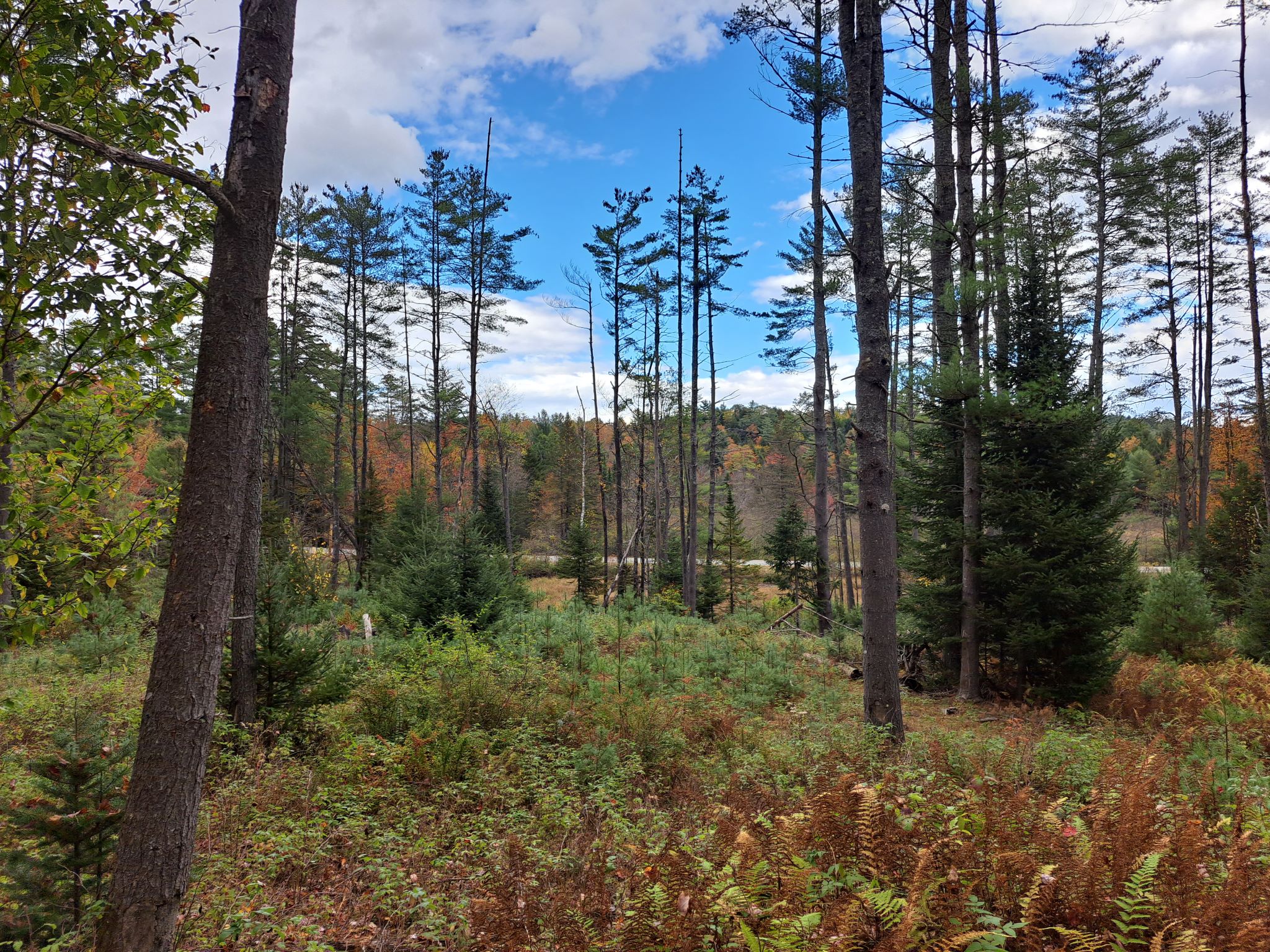 Hudson River Woods & Water