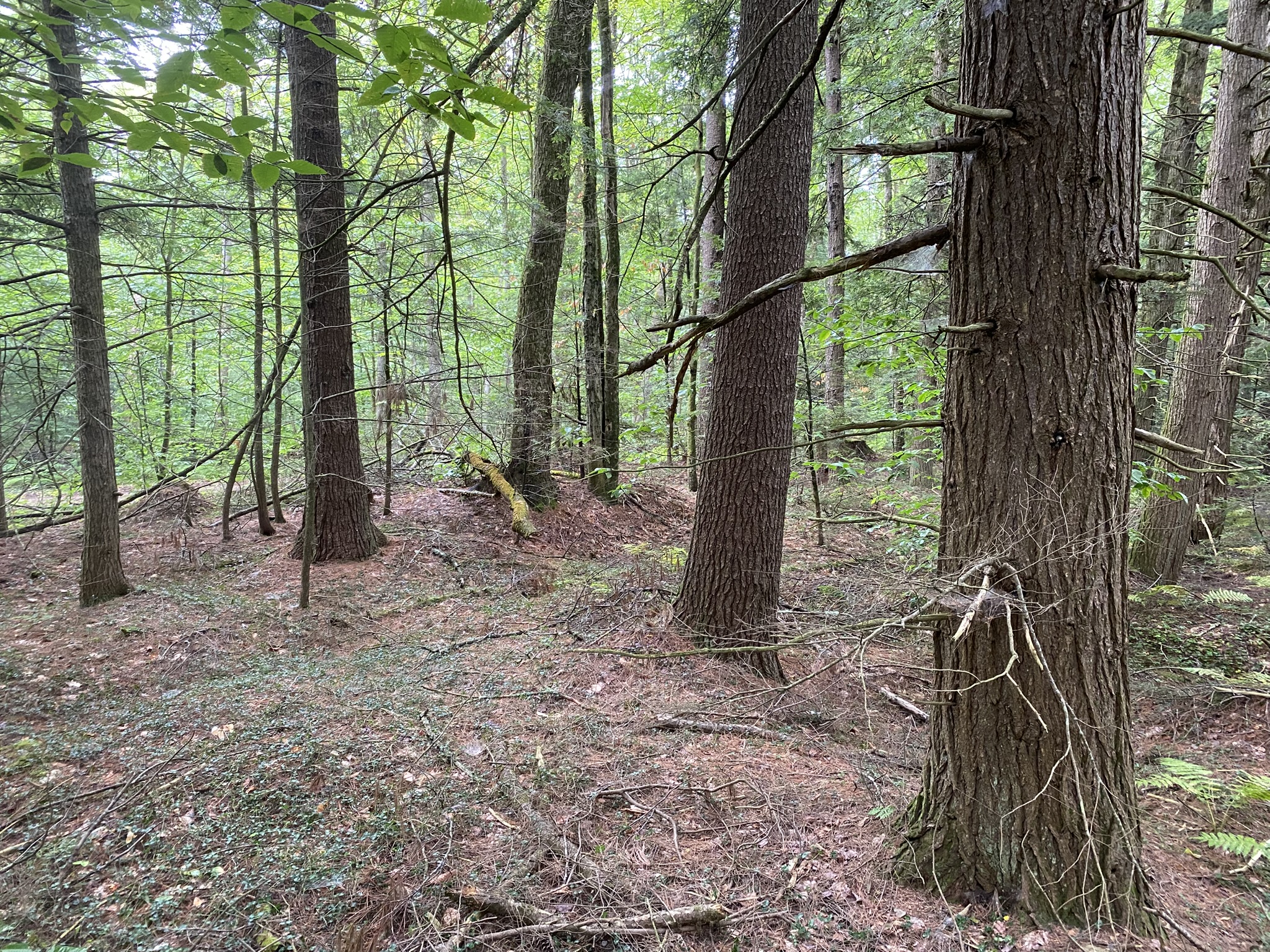 Cabin on the Little River