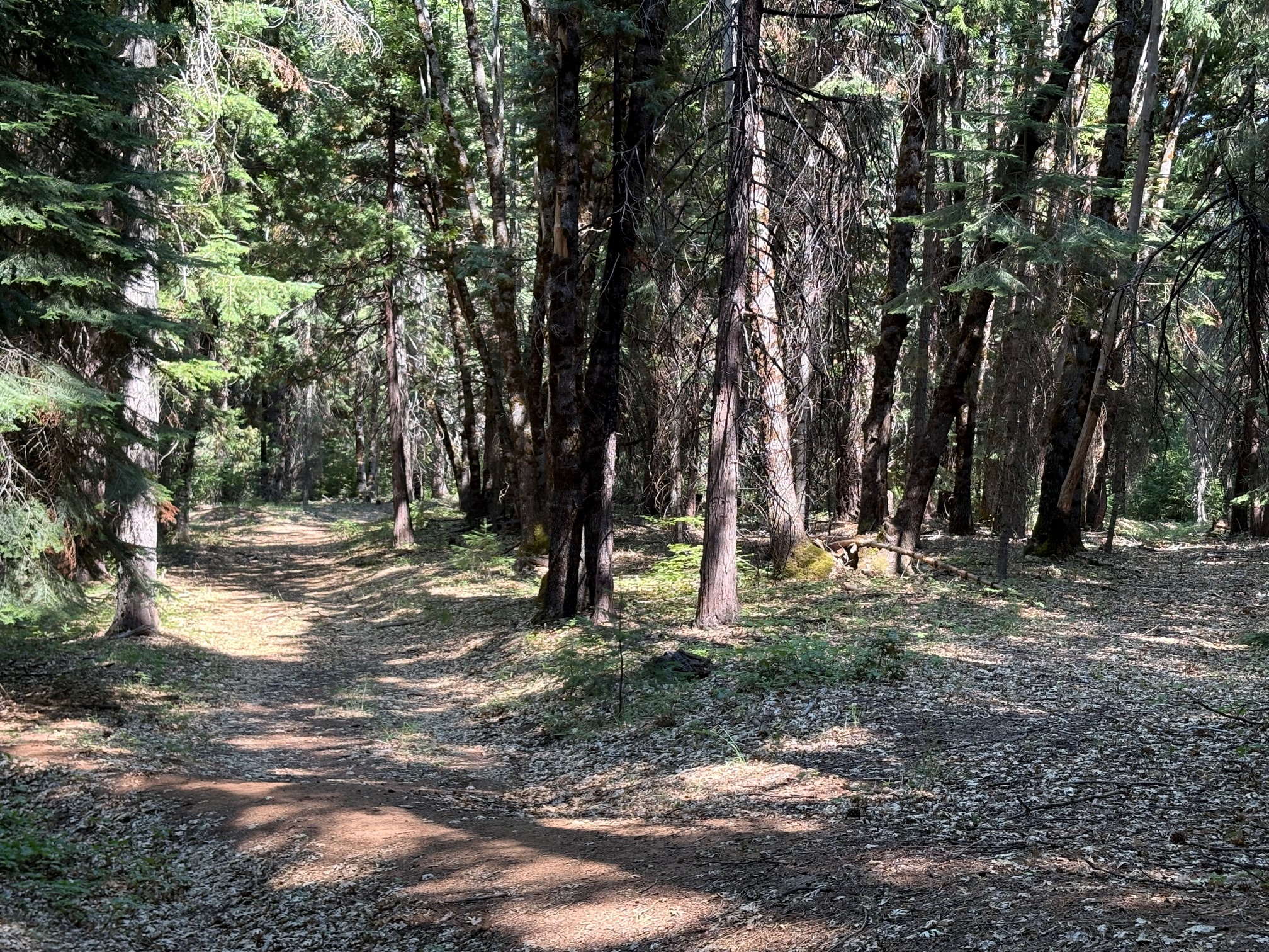 40 ACRES SISKIYOU (430)