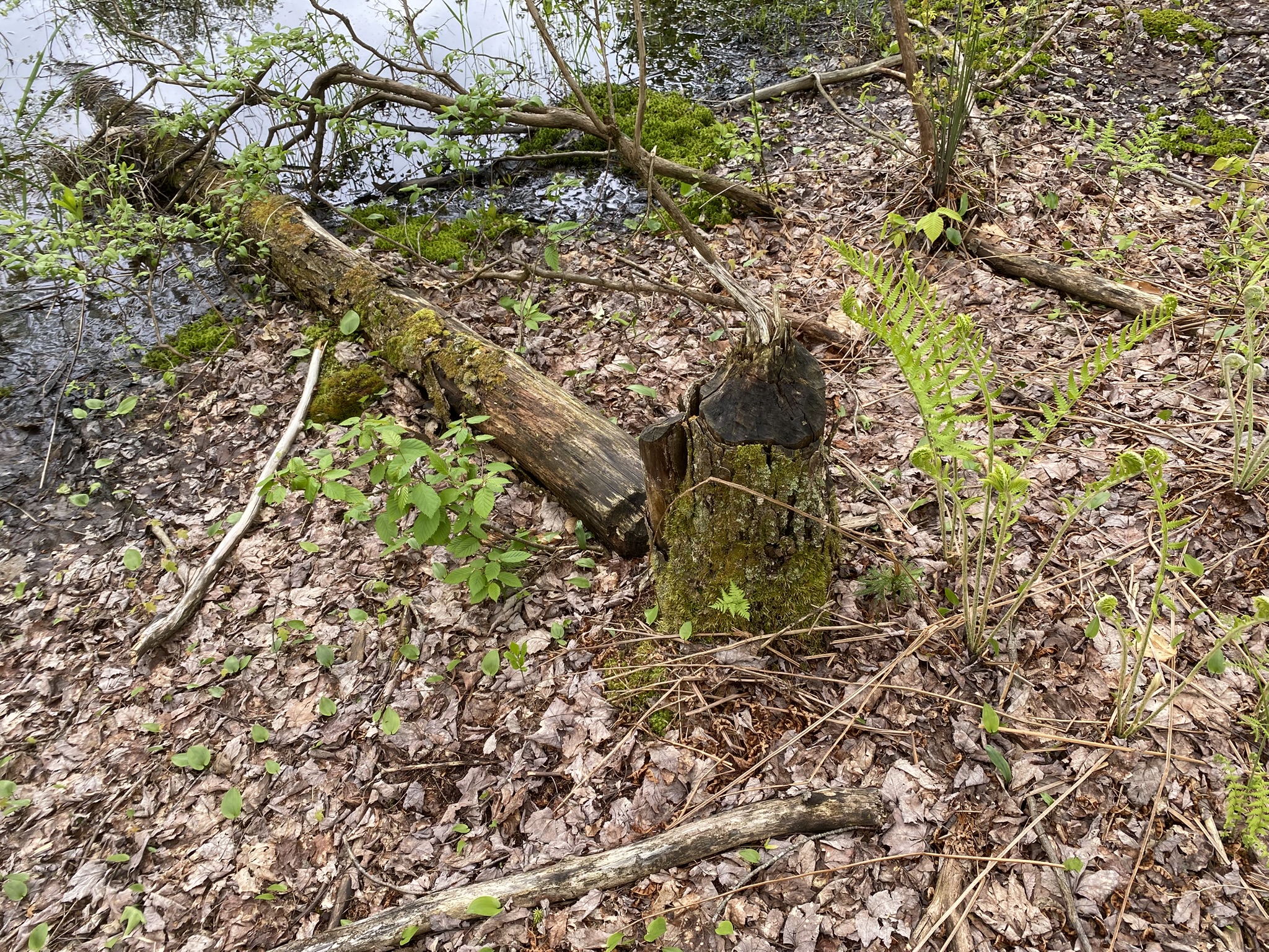 Little Salmon River Country