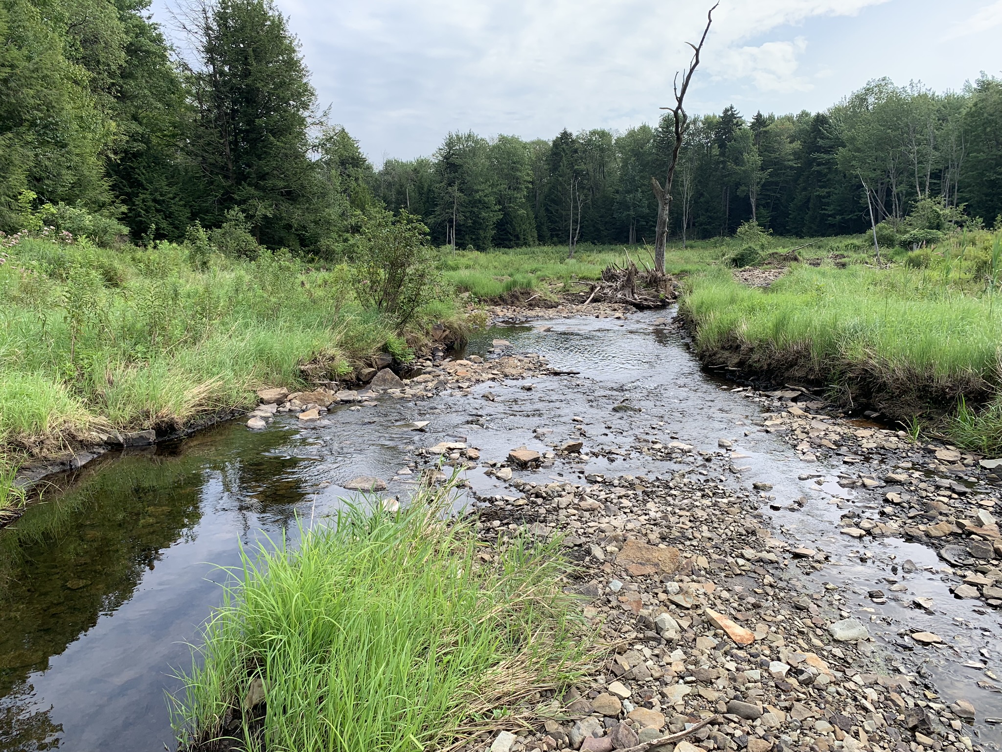 Lyman Brook Forest