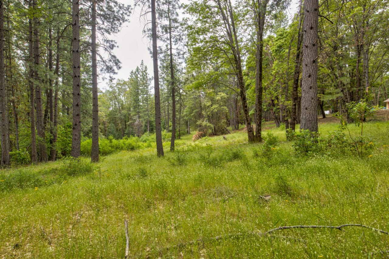 Foresthill Divide