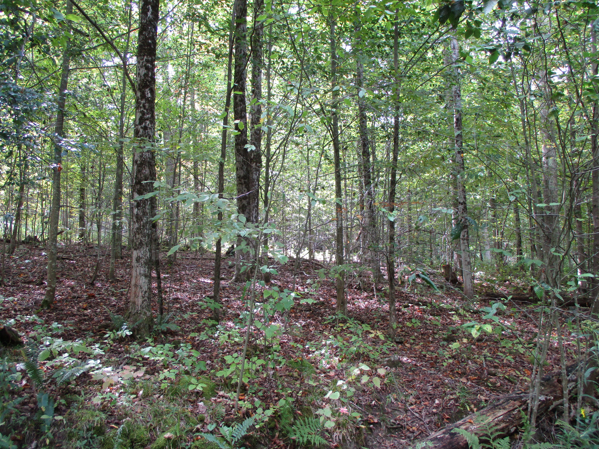 Listing Image 5