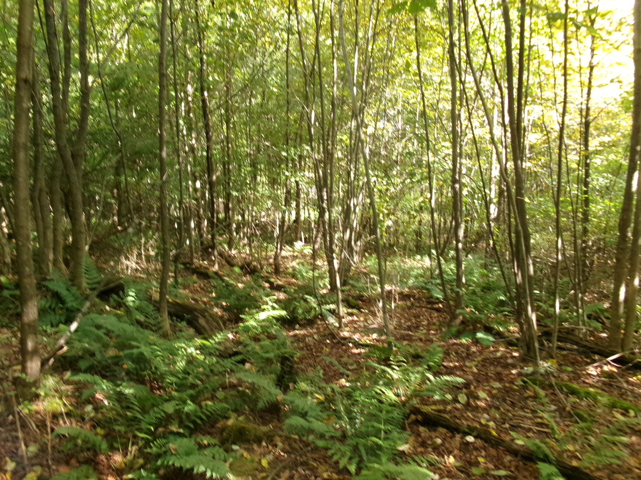 Listing Image 13