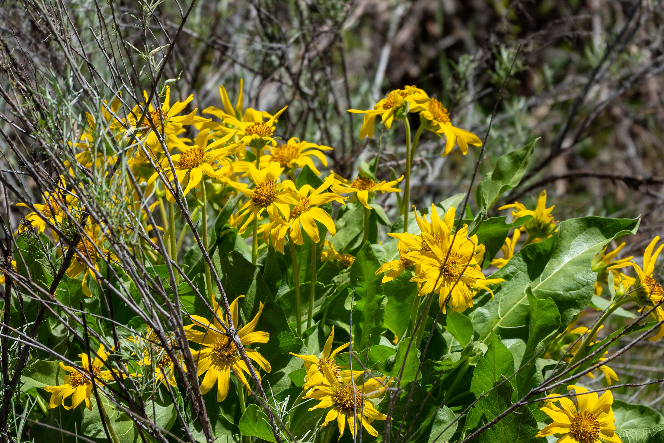 Klamath Marsh Retreat