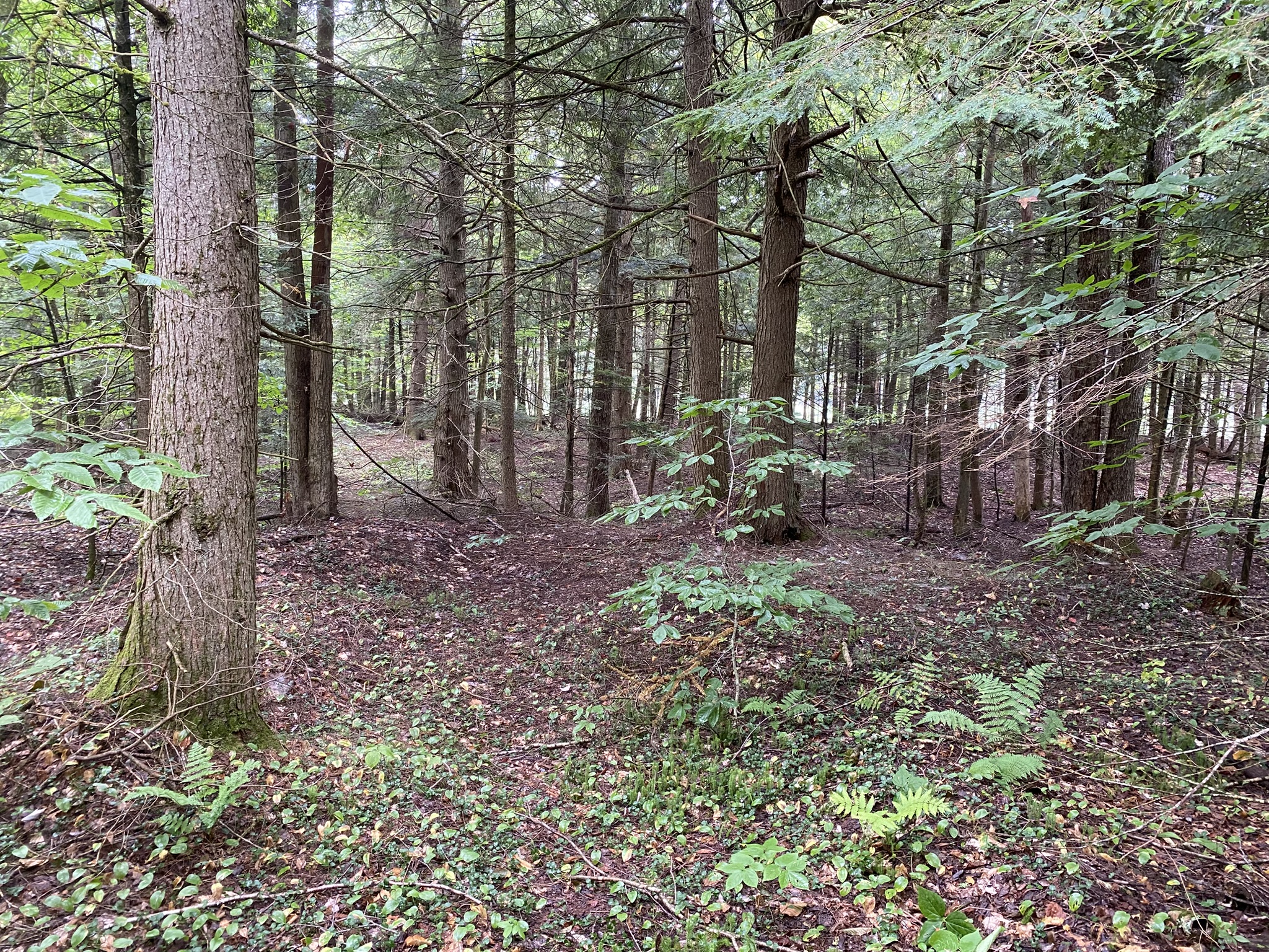 Cabin on the Little River