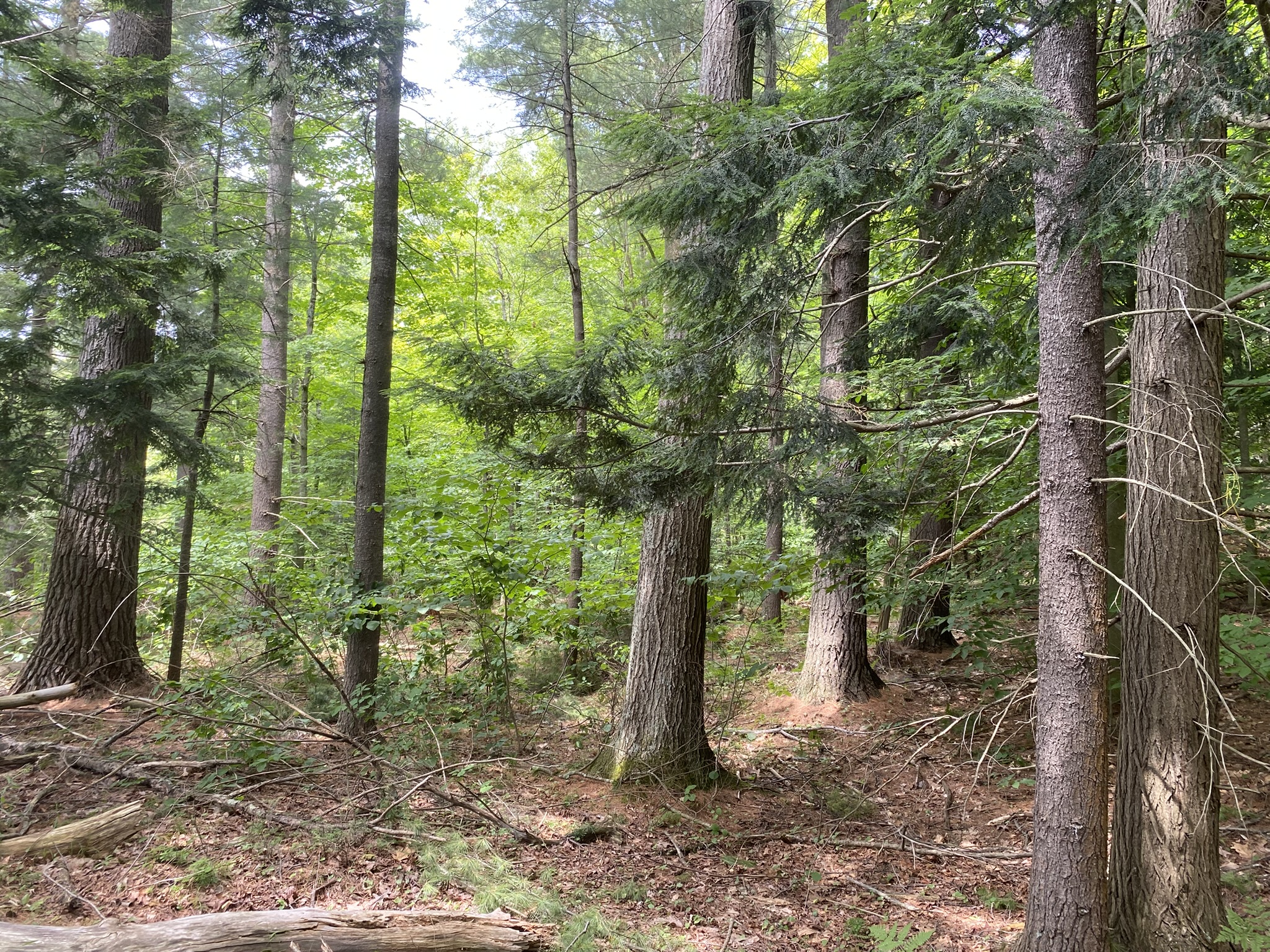 Listing Image 74