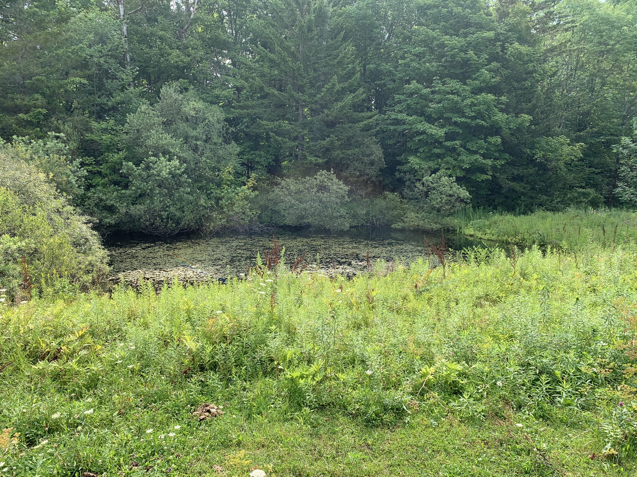 Lyman Brook Forest