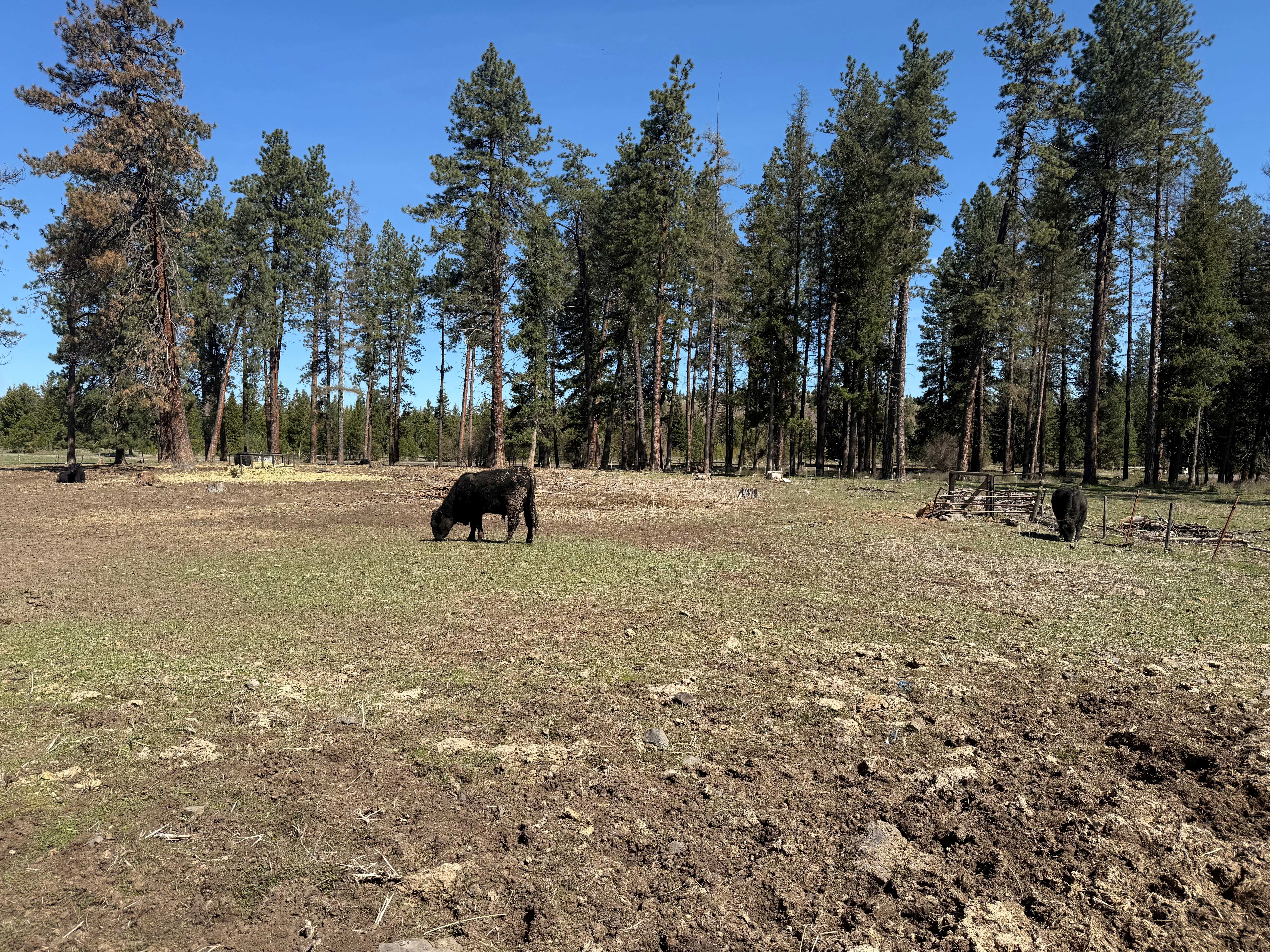 Cattle ranch/Hobby farm