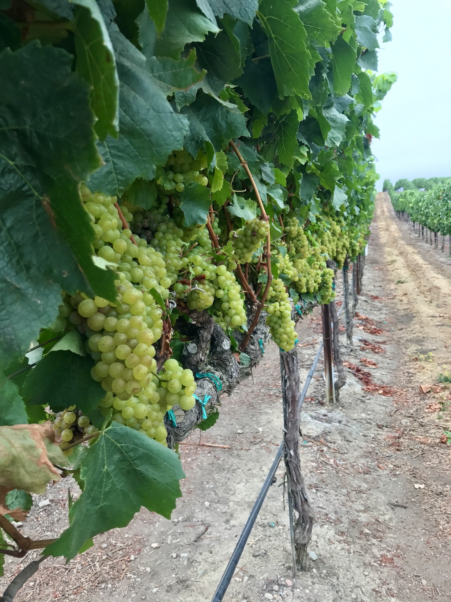 Boekenoogen Santa Lucia Highlands Vineyard
