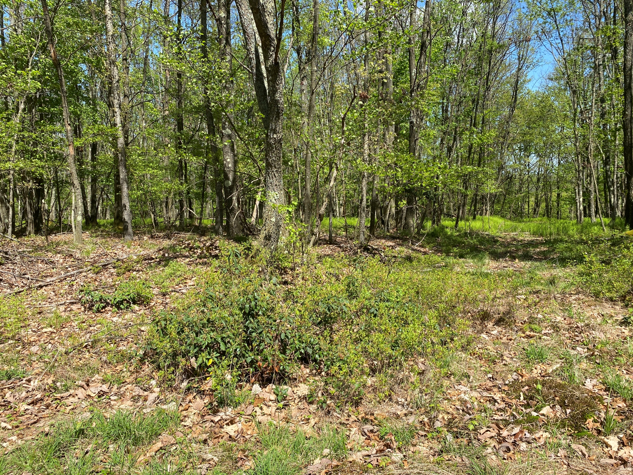 Listing Image 48