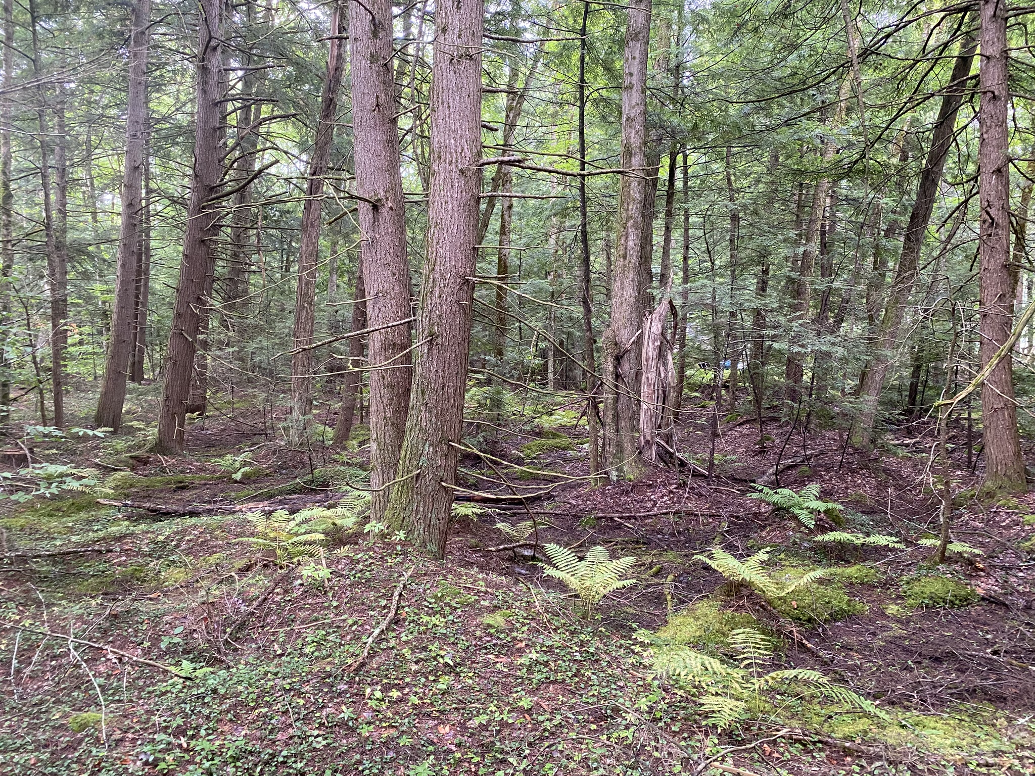 Cabin on the Little River